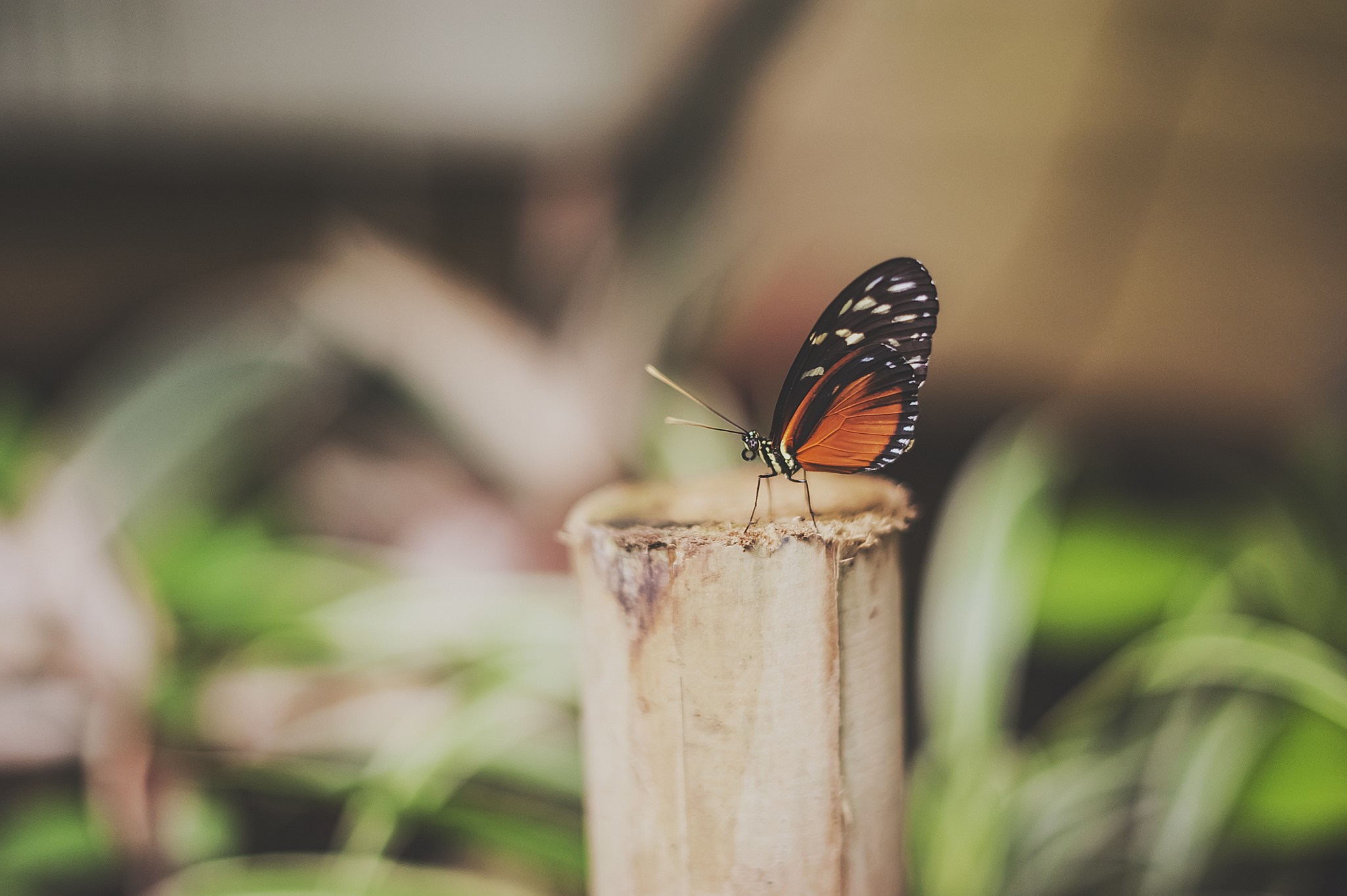 Orange and black butterfly on a bamboo stalk HD Wallpaper