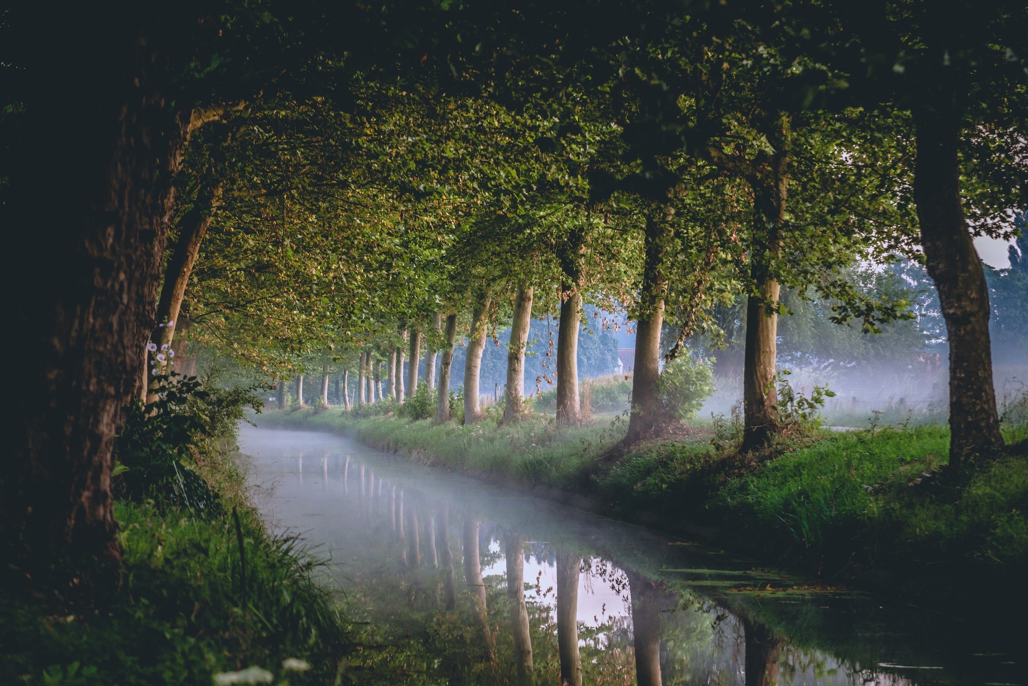 Misty canal lined with trees and reflections HD Wallpaper