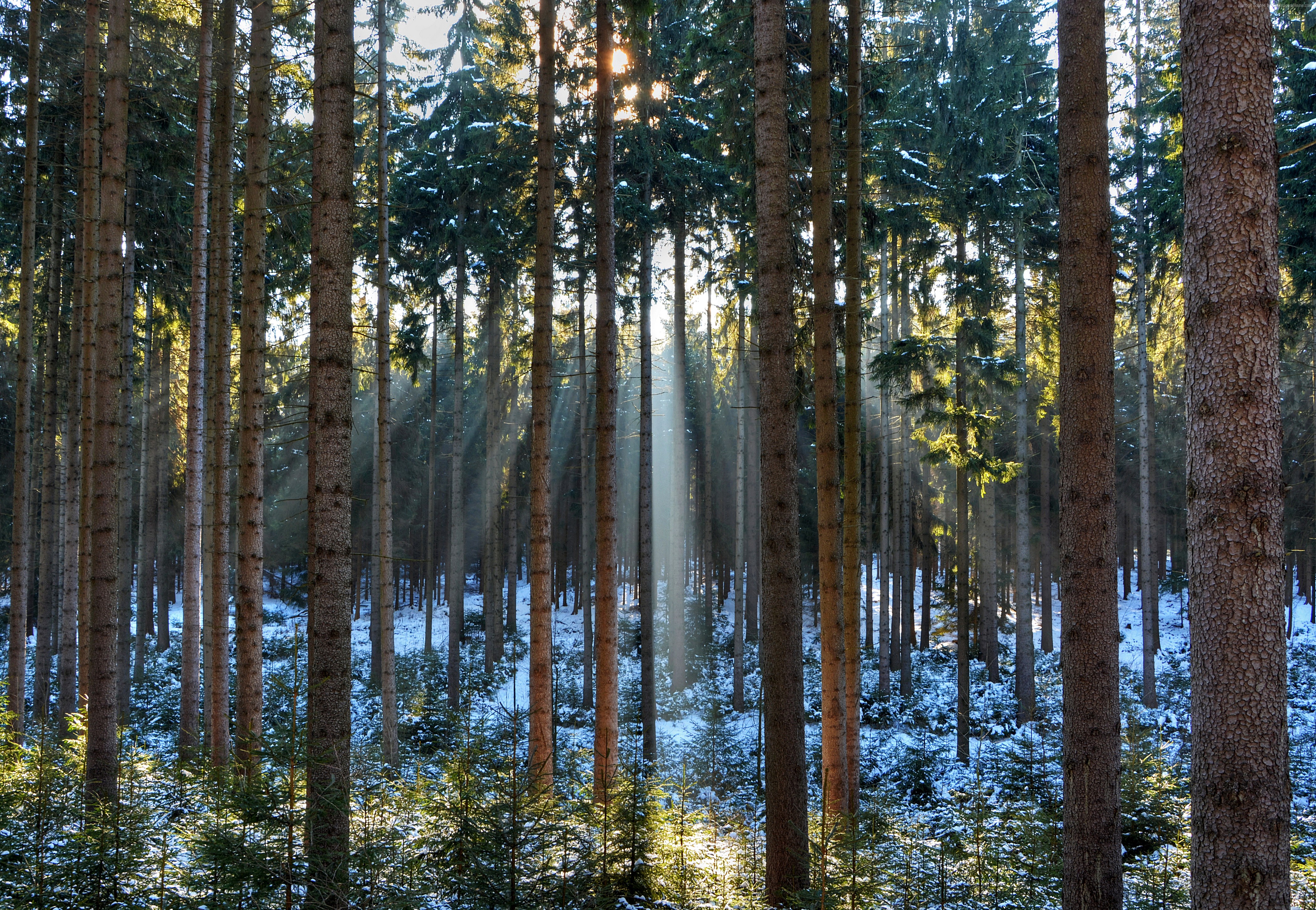 Sunlight beams through pine trees in a snowy forest HD Wallpaper