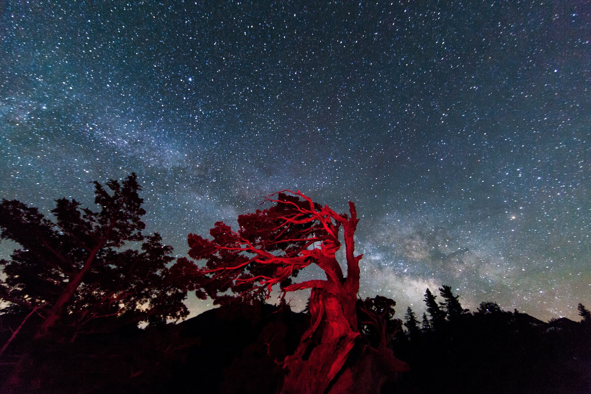 Red-lit tree under the Milky Way galaxy HD Wallpaper