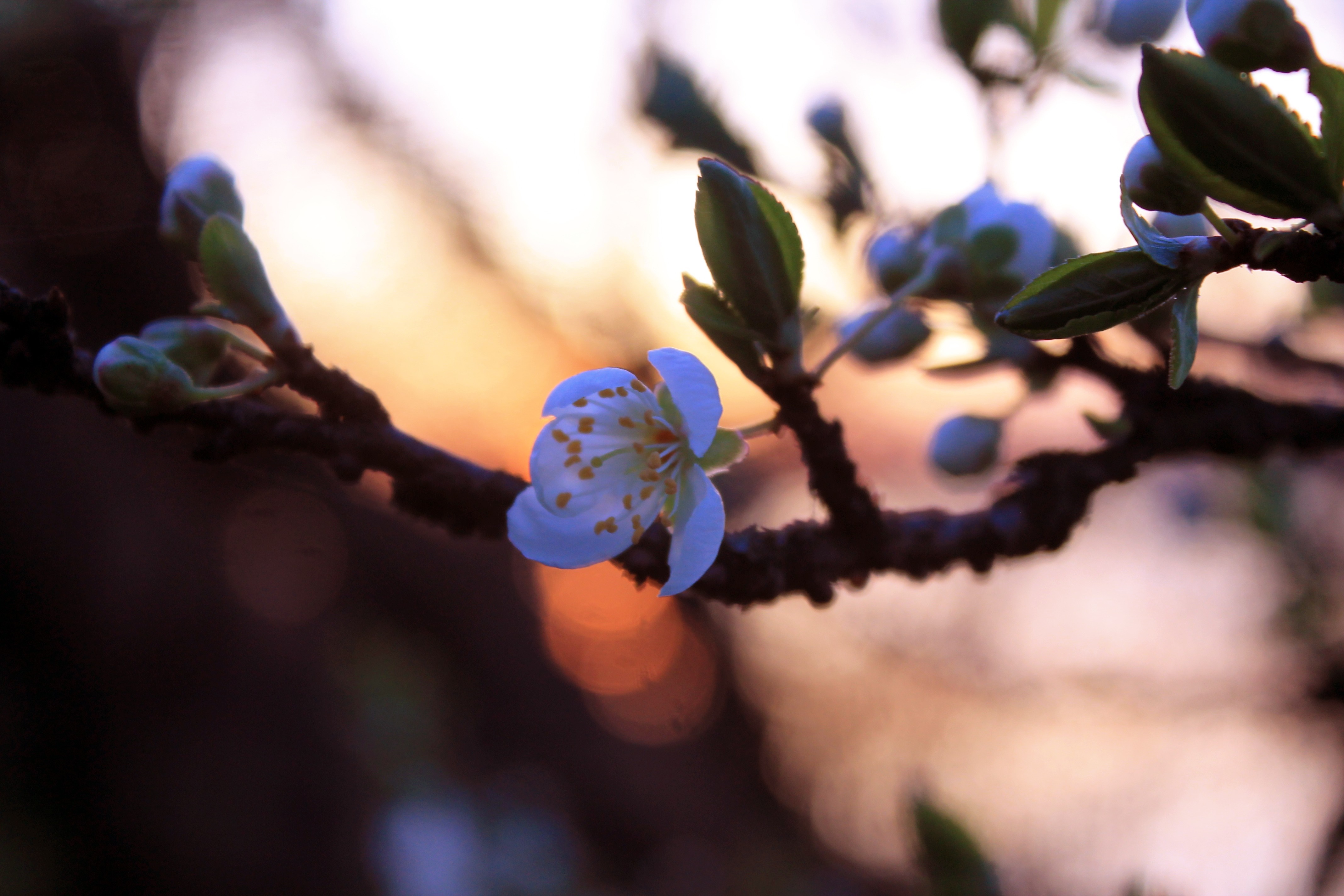 Close-up of a delicate white flower blooming on a branch HD Wallpaper