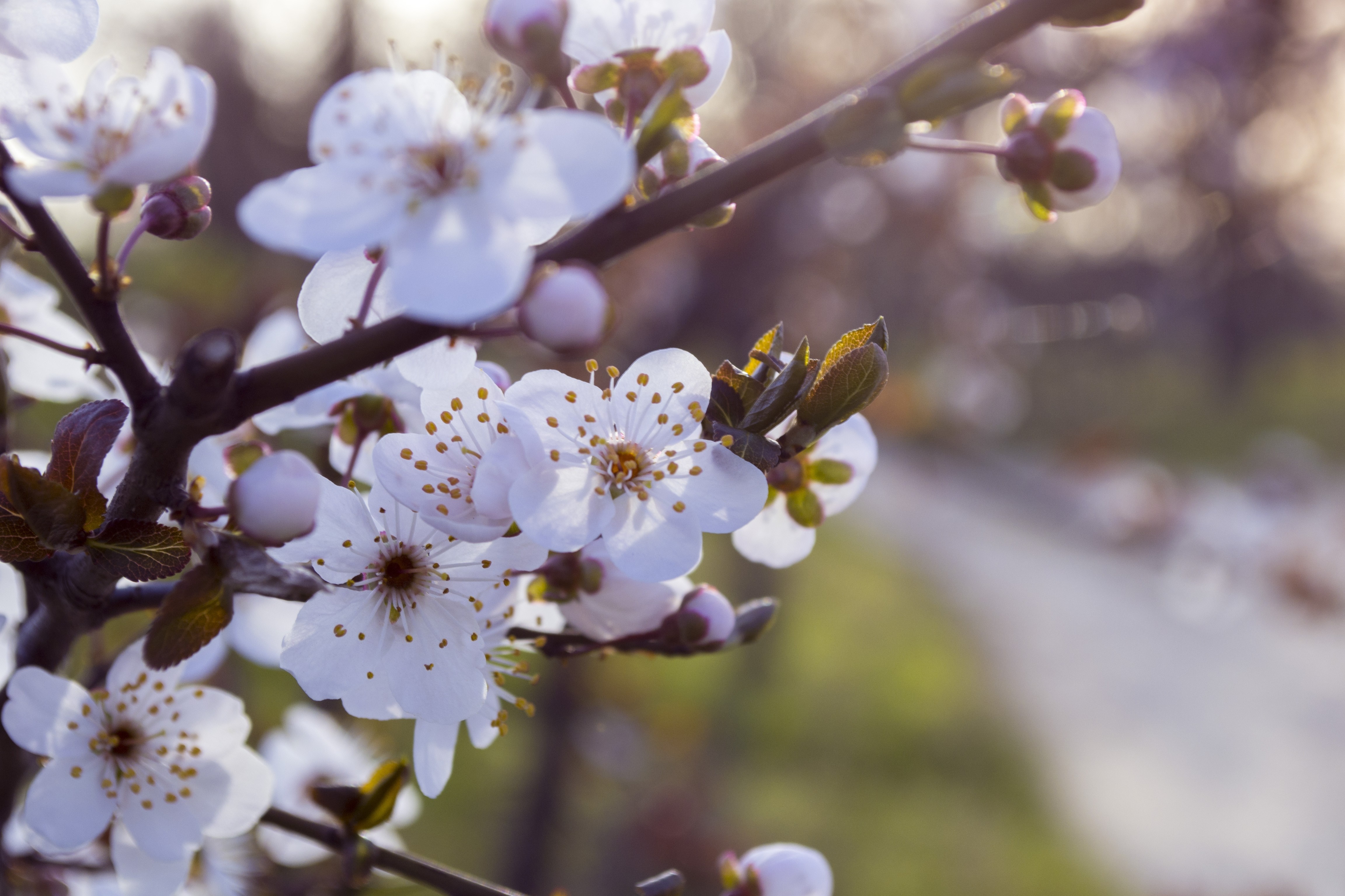 Close up of white cherry blossoms on a branch HD Wallpaper