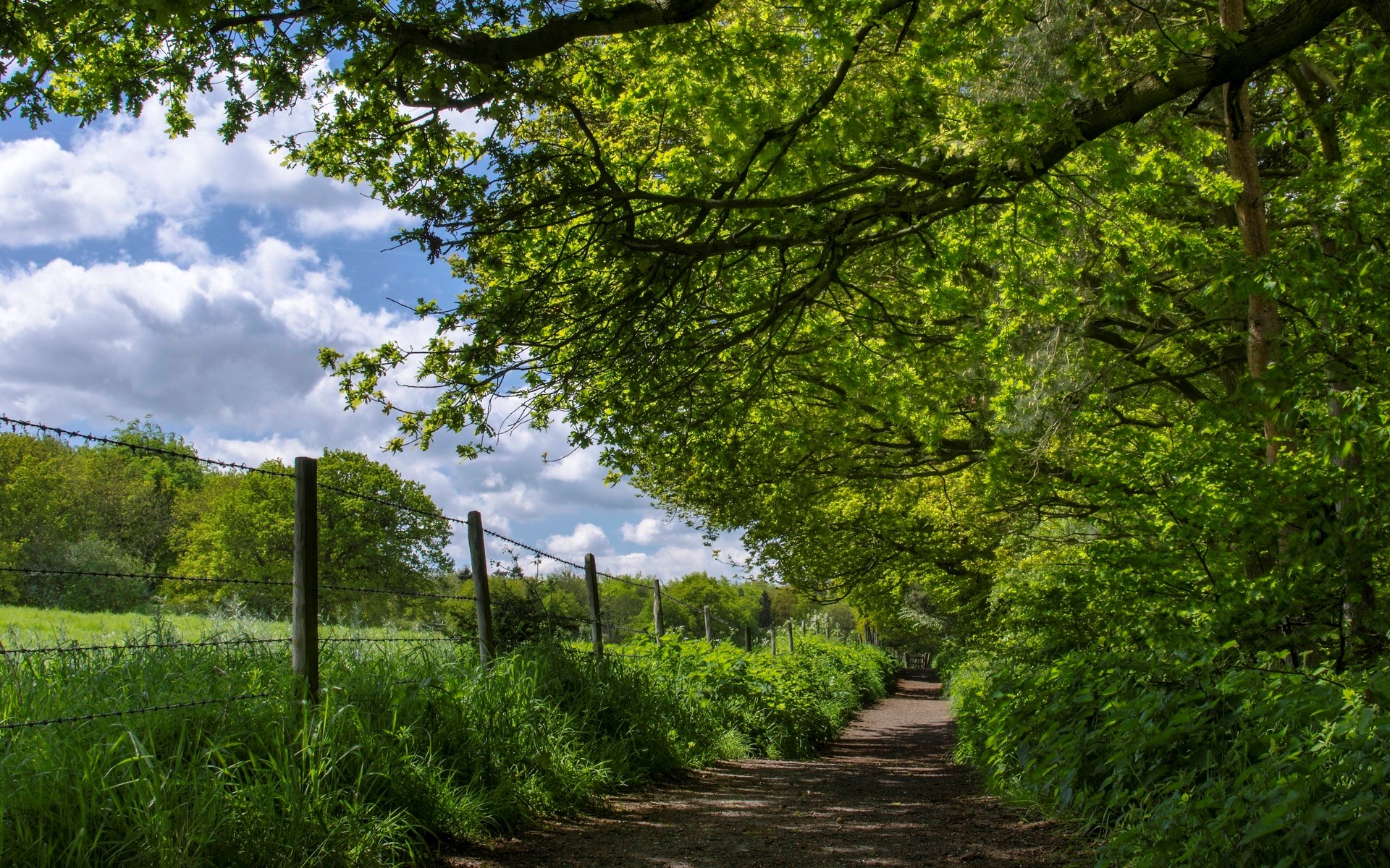 A dirt path winds through a sun-dappled forest with a barbed wire fence. HD Wallpaper