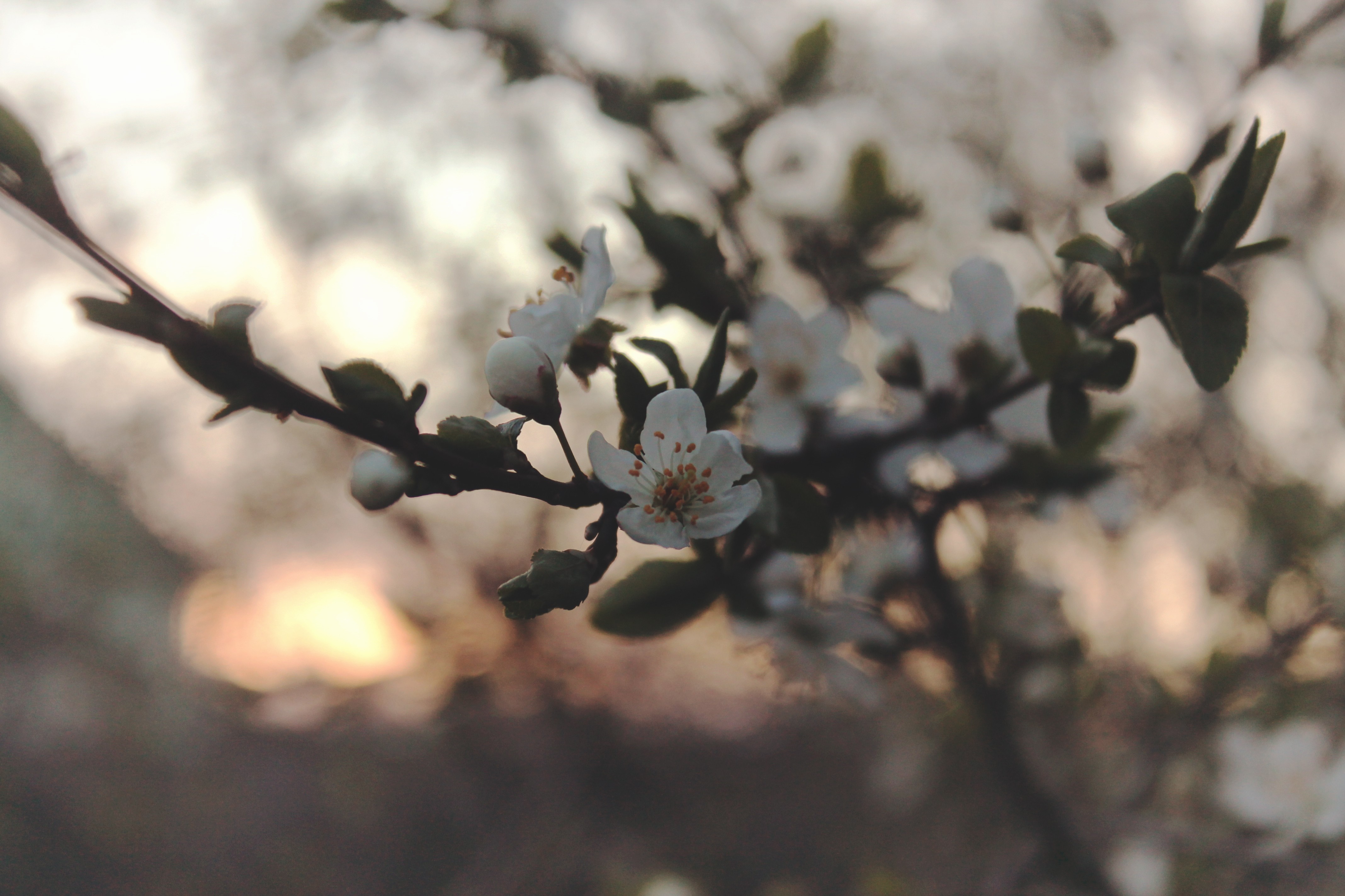 Close up of white cherry blossoms on a branch HD Wallpaper