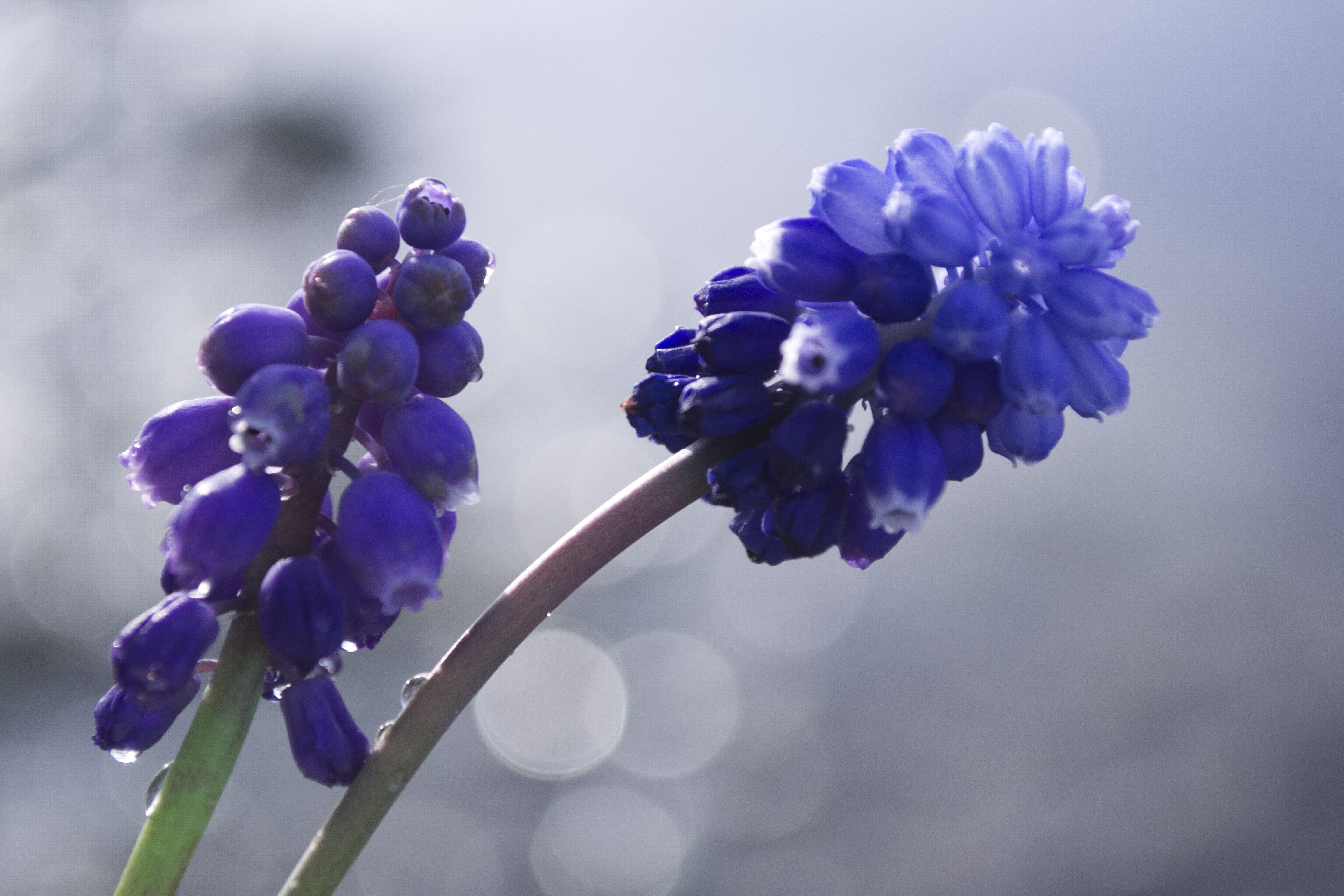 Two purple grape hyacinth flowers with water droplets HD Wallpaper
