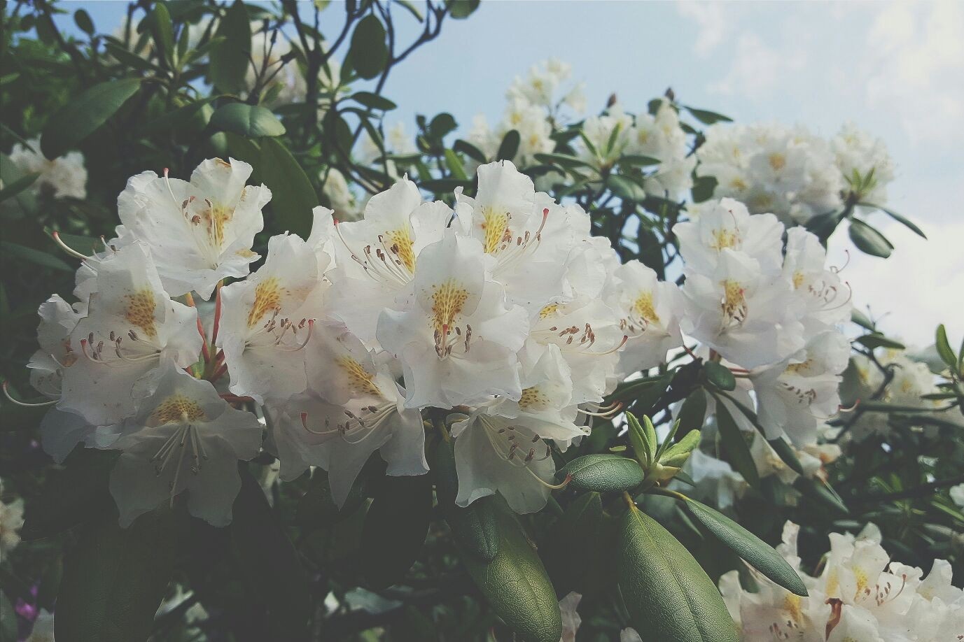 White Rhododendron flowers on a branch HD Wallpaper