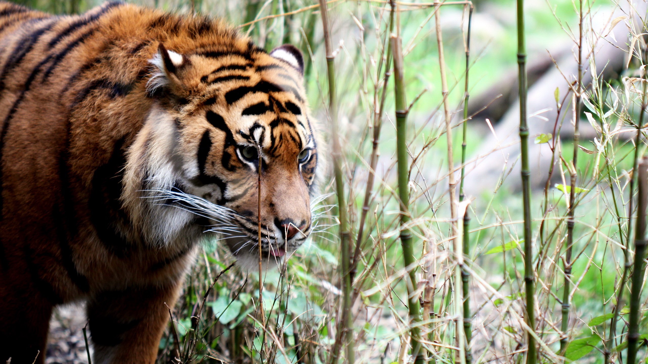 Tiger in tall grass HD Wallpaper