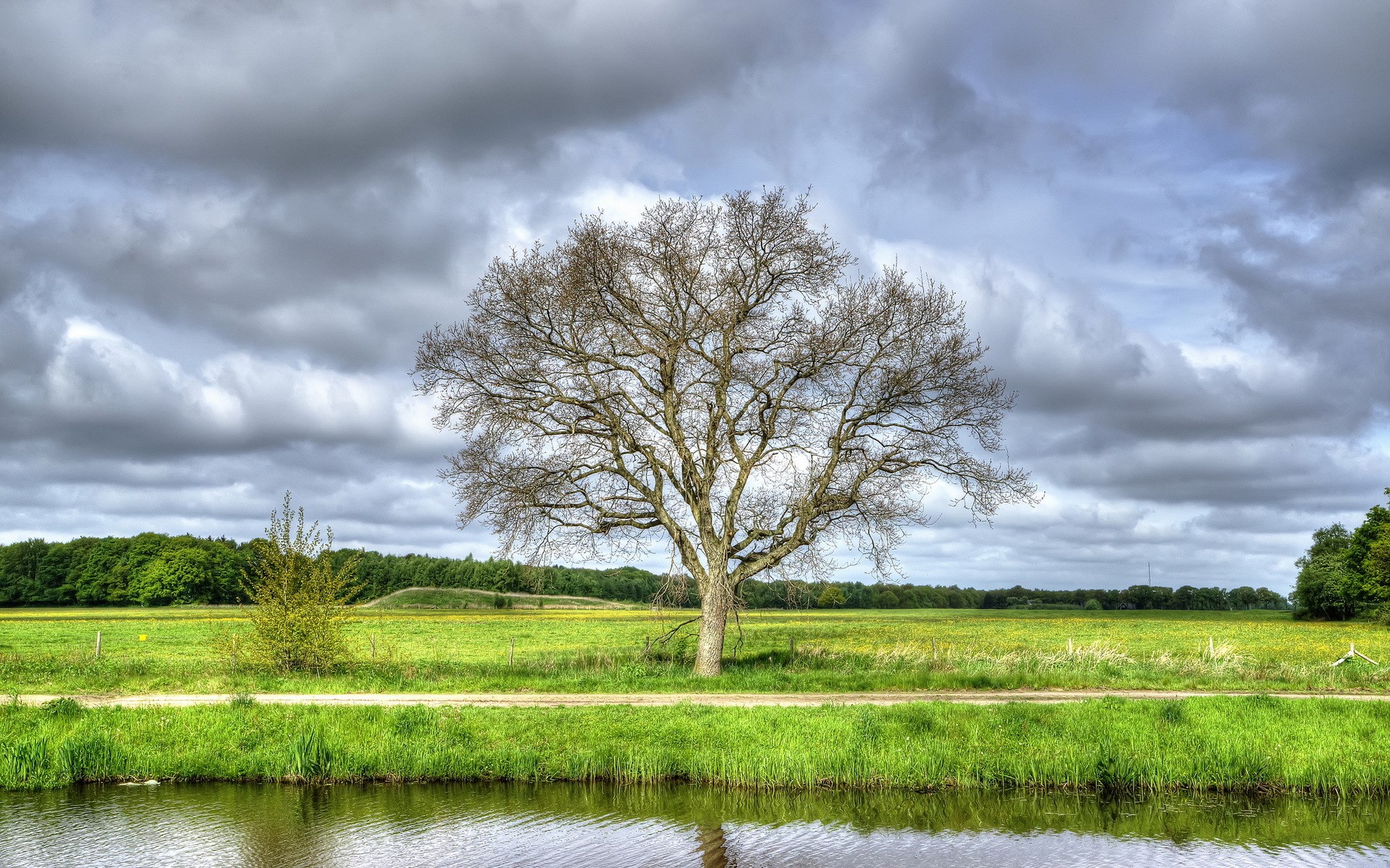Bare tree in a field by a canal HD Wallpaper