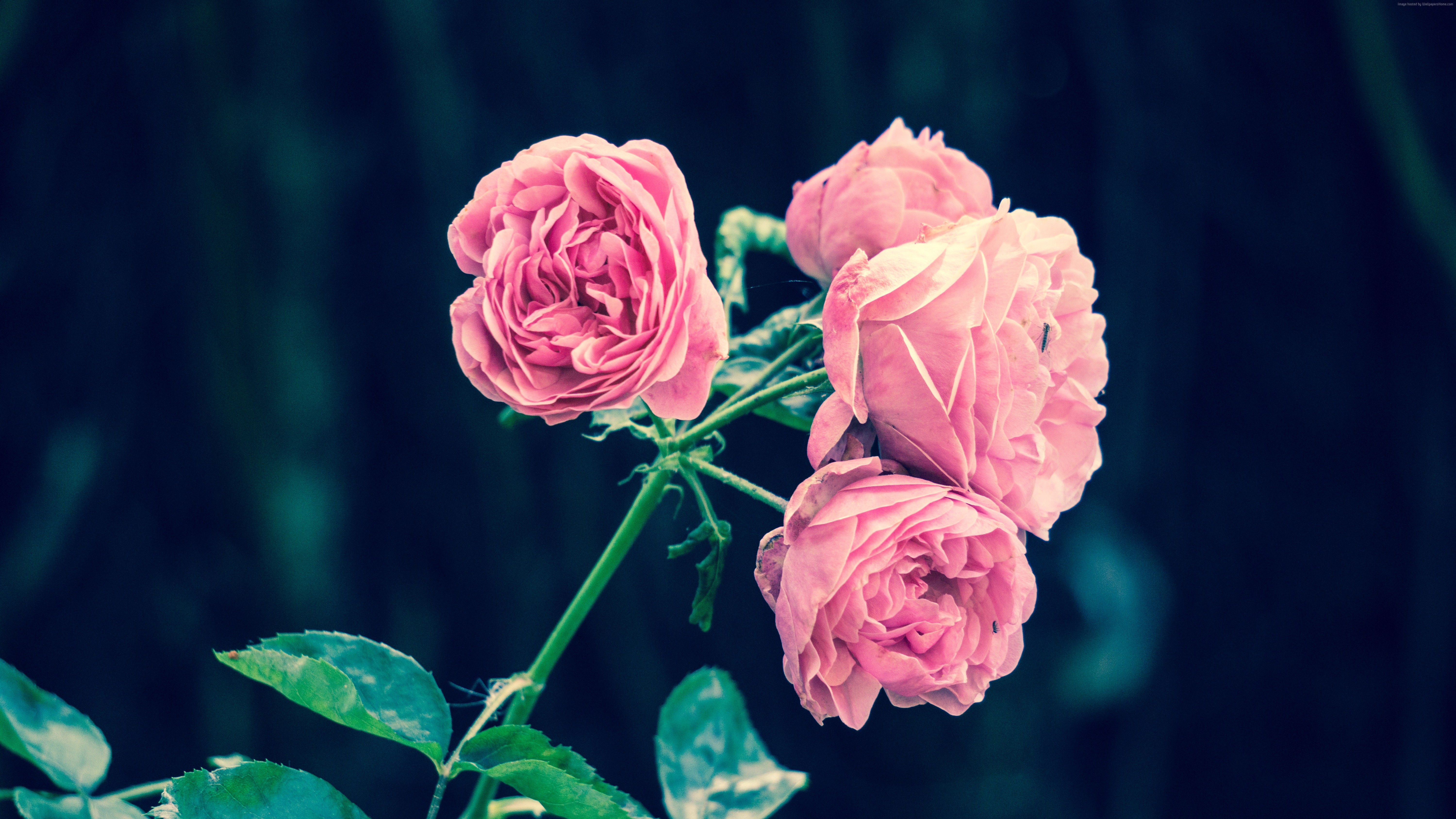 Pink roses on a dark background HD Wallpaper