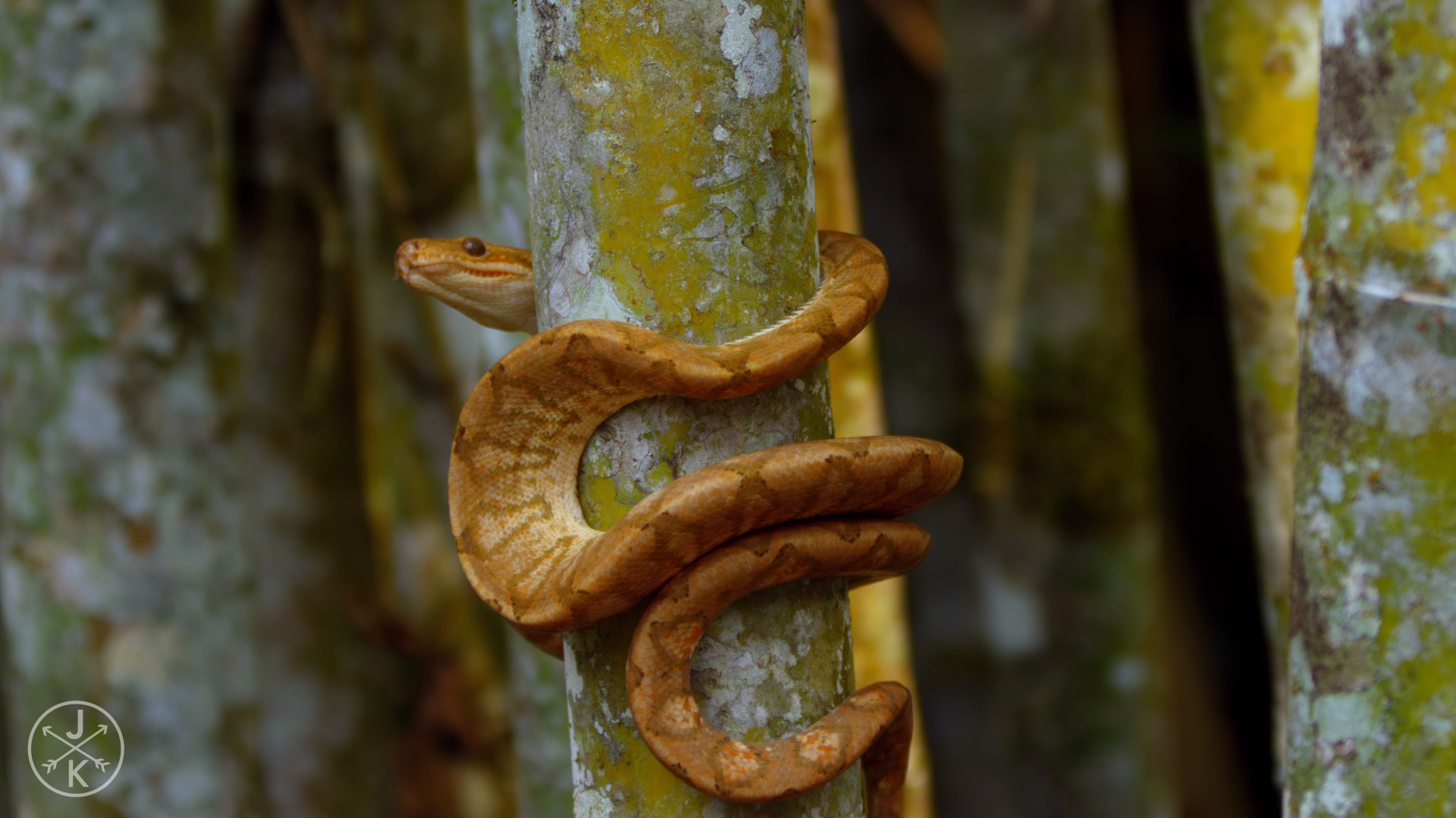 Brown snake coiled around a tree trunk in a forest HD Wallpaper