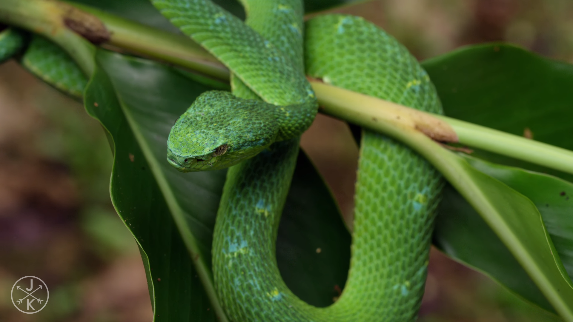 Green pit viper coiled on a branch with leaves HD Wallpaper