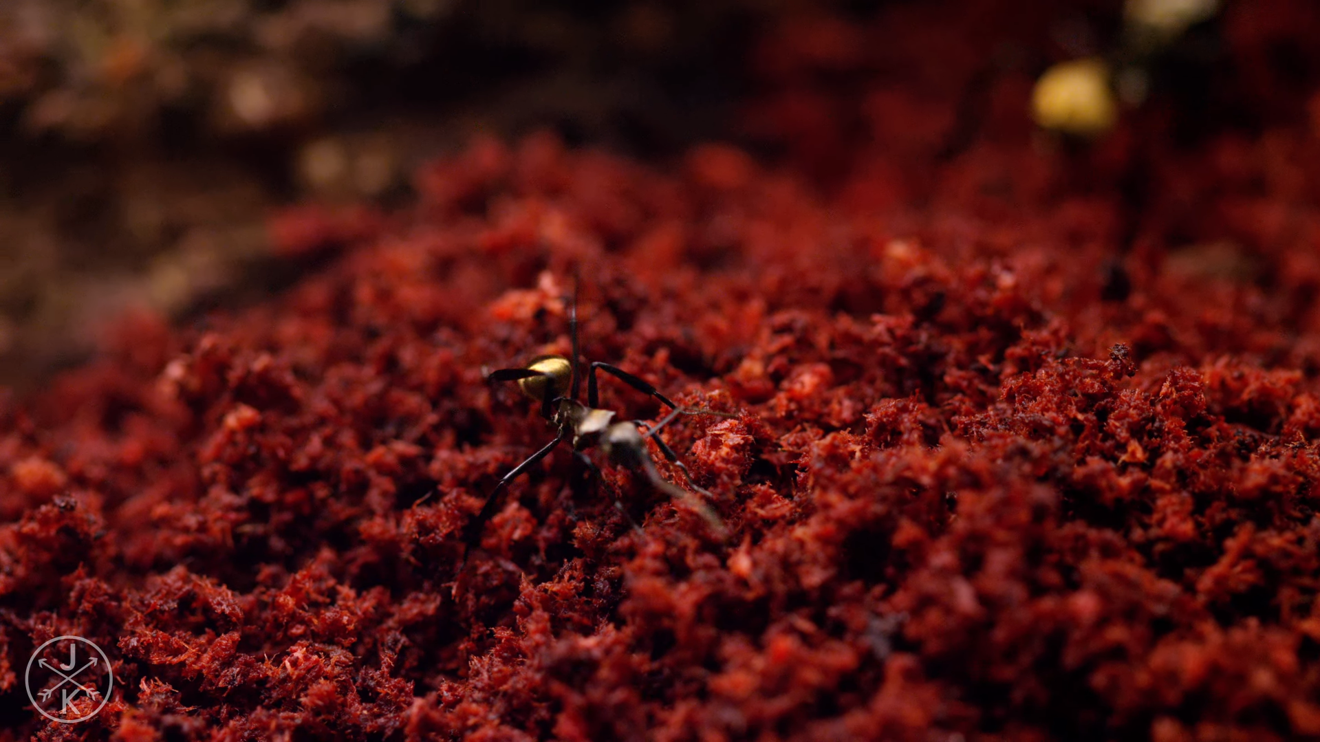 Close-up of an ant on red soil HD Wallpaper