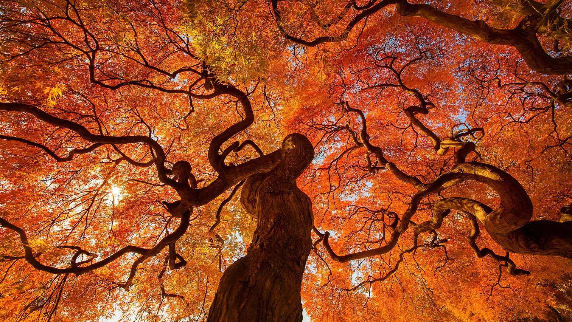 A low-angle view of a Japanese maple tree in autumn HD Wallpaper