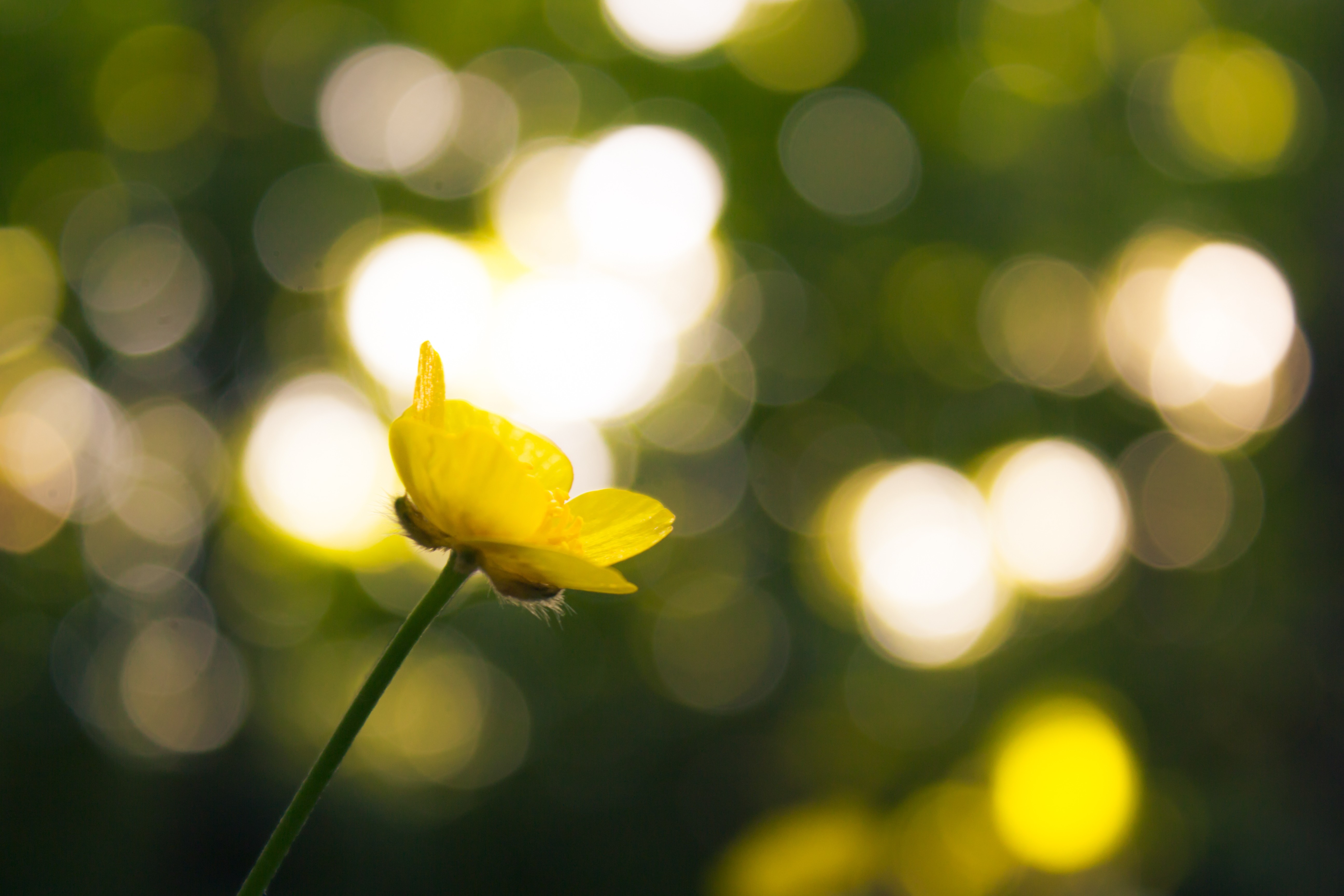 Yellow buttercup flower with bokeh background HD Wallpaper