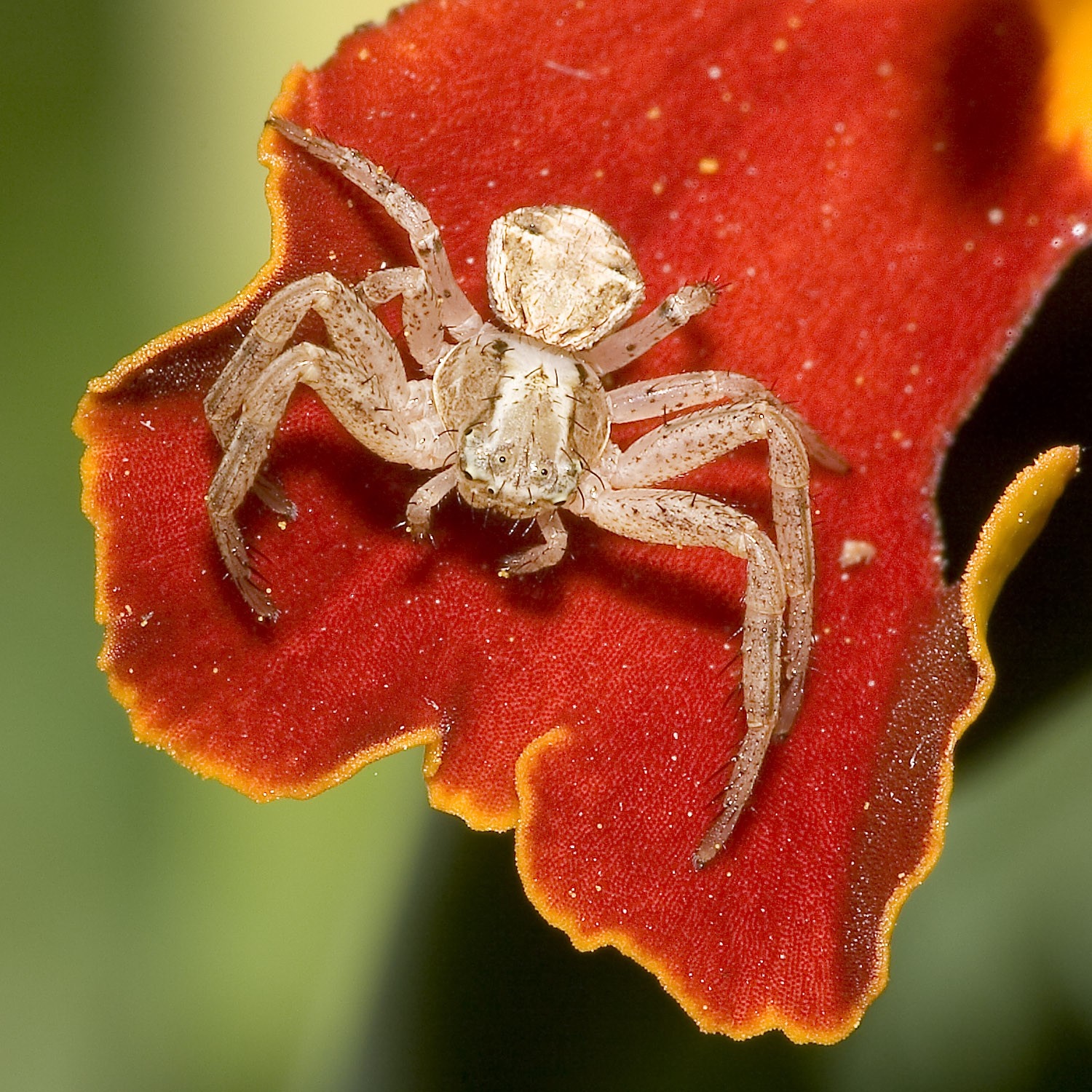 Crab spider on a red flower petal HD Wallpaper