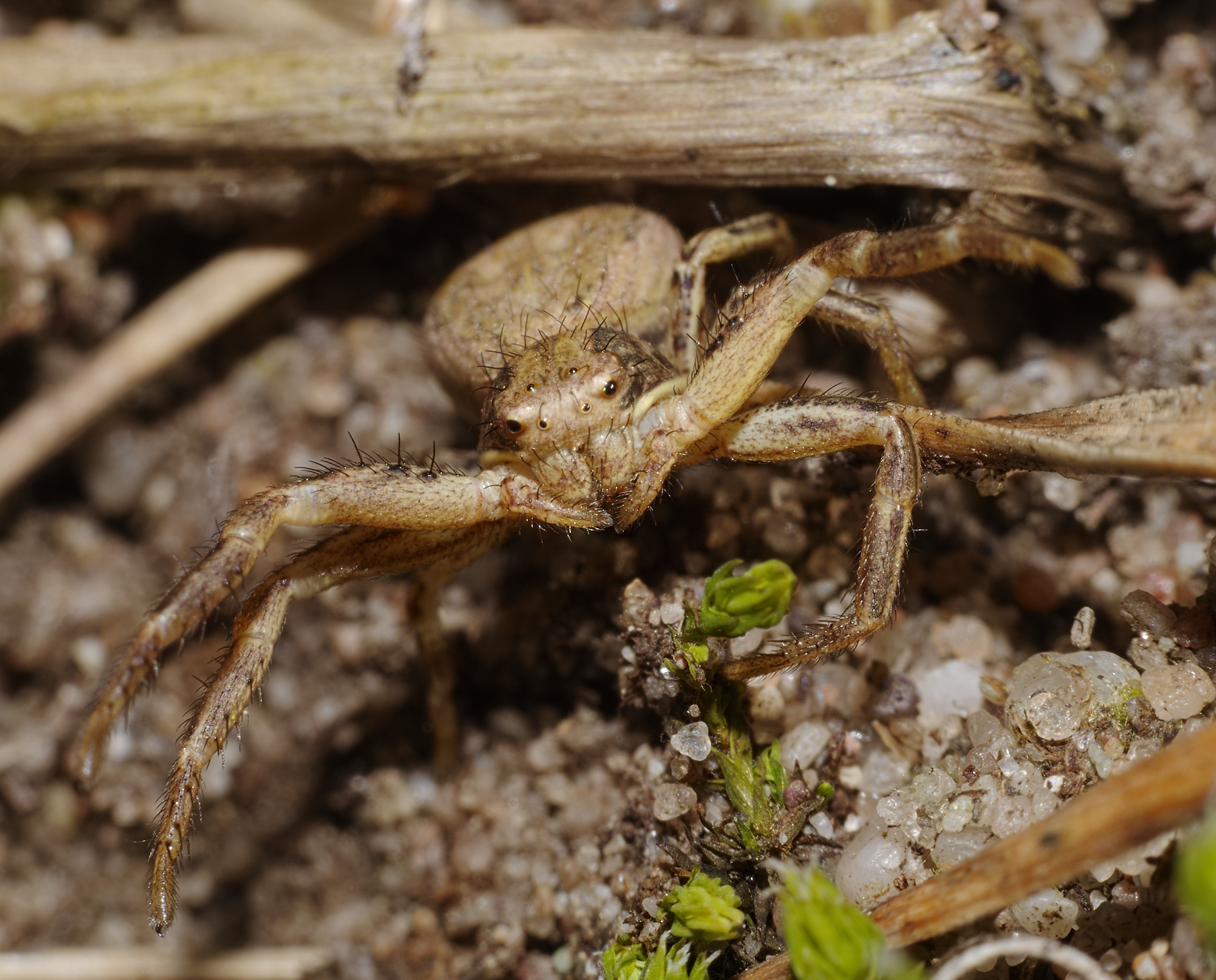 Close-up of a wolf spider on the ground HD Wallpaper