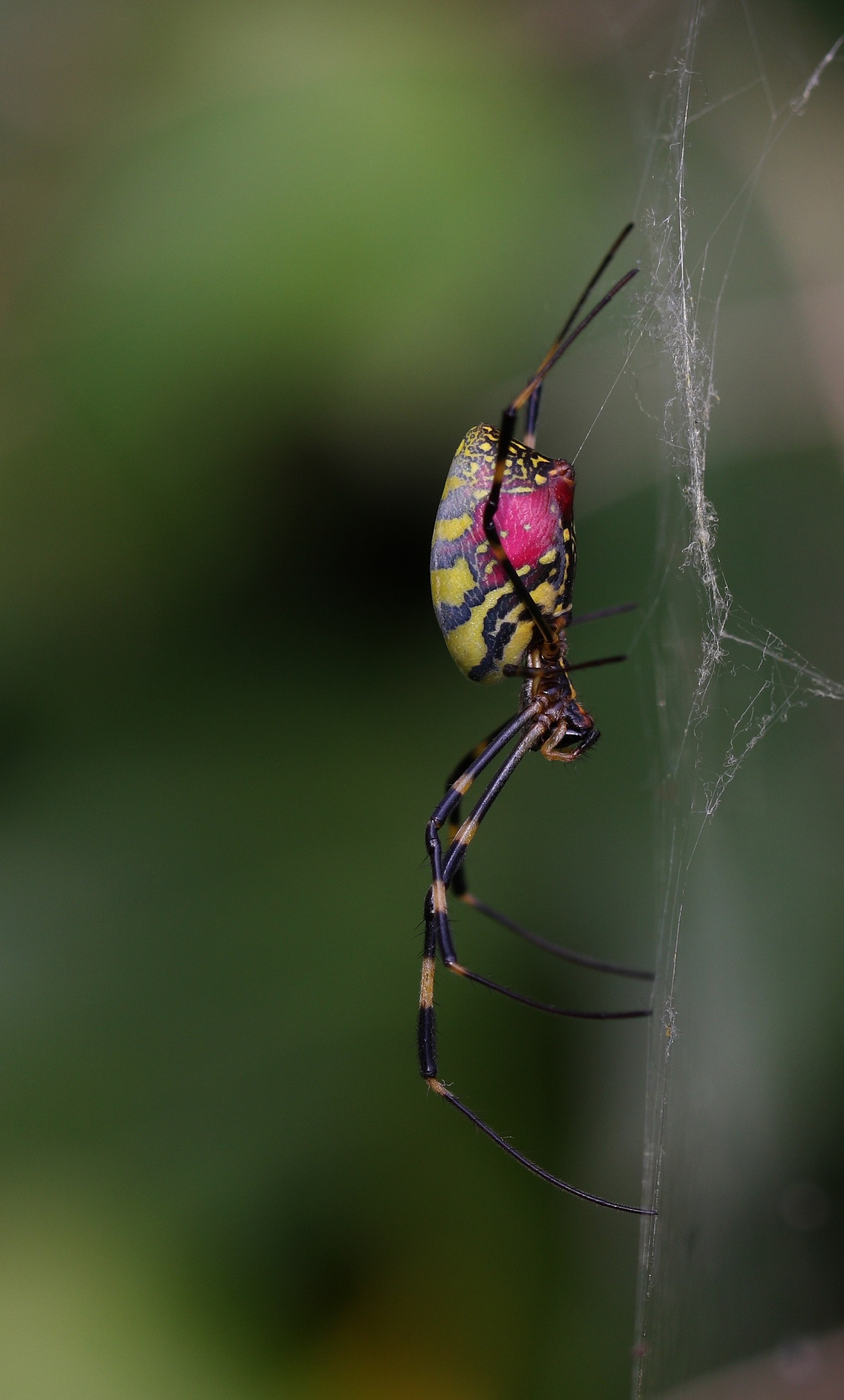 Close-up of a colorful spider on a web HD Wallpaper