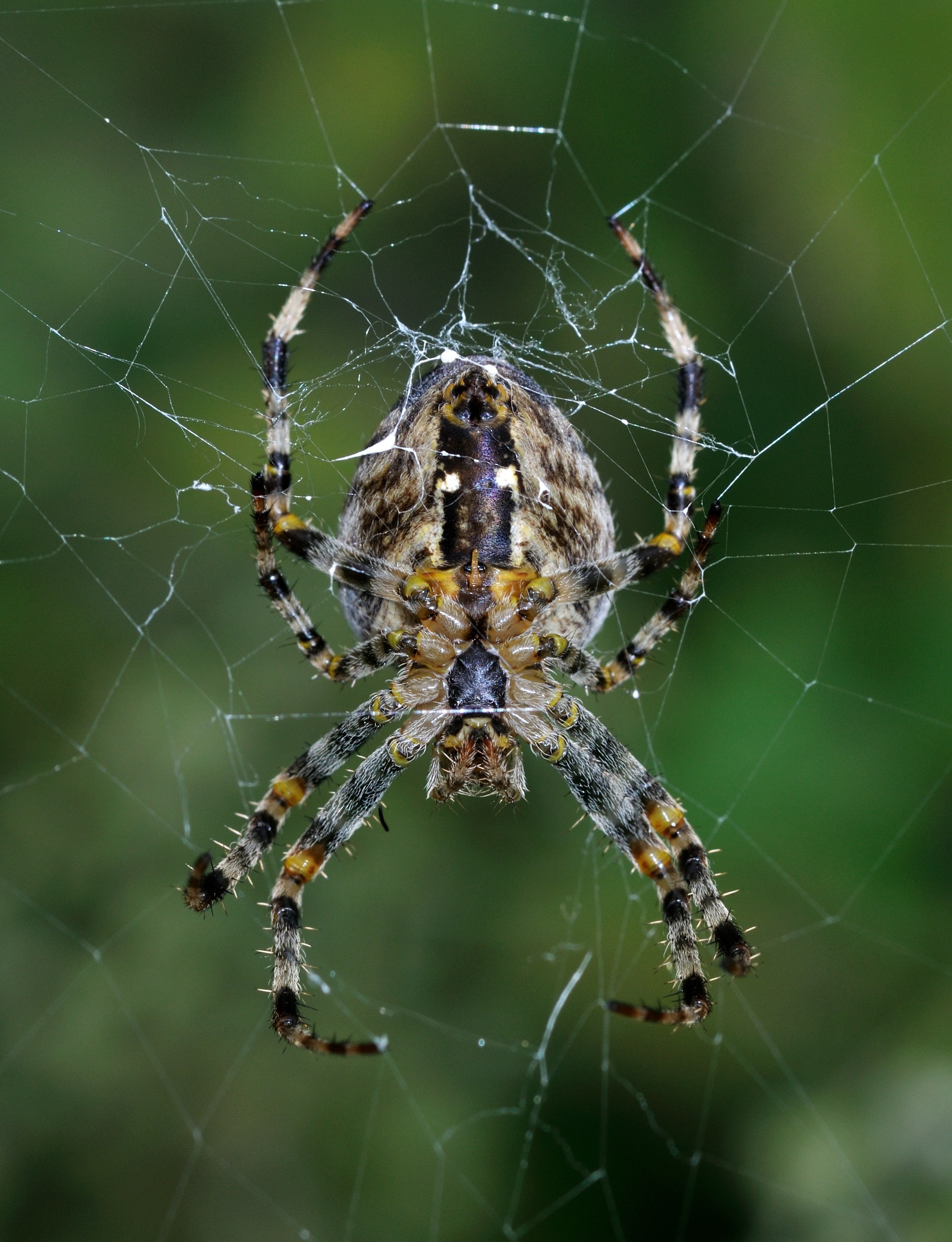 Close-up of an orb weaver spider on its web HD Wallpaper