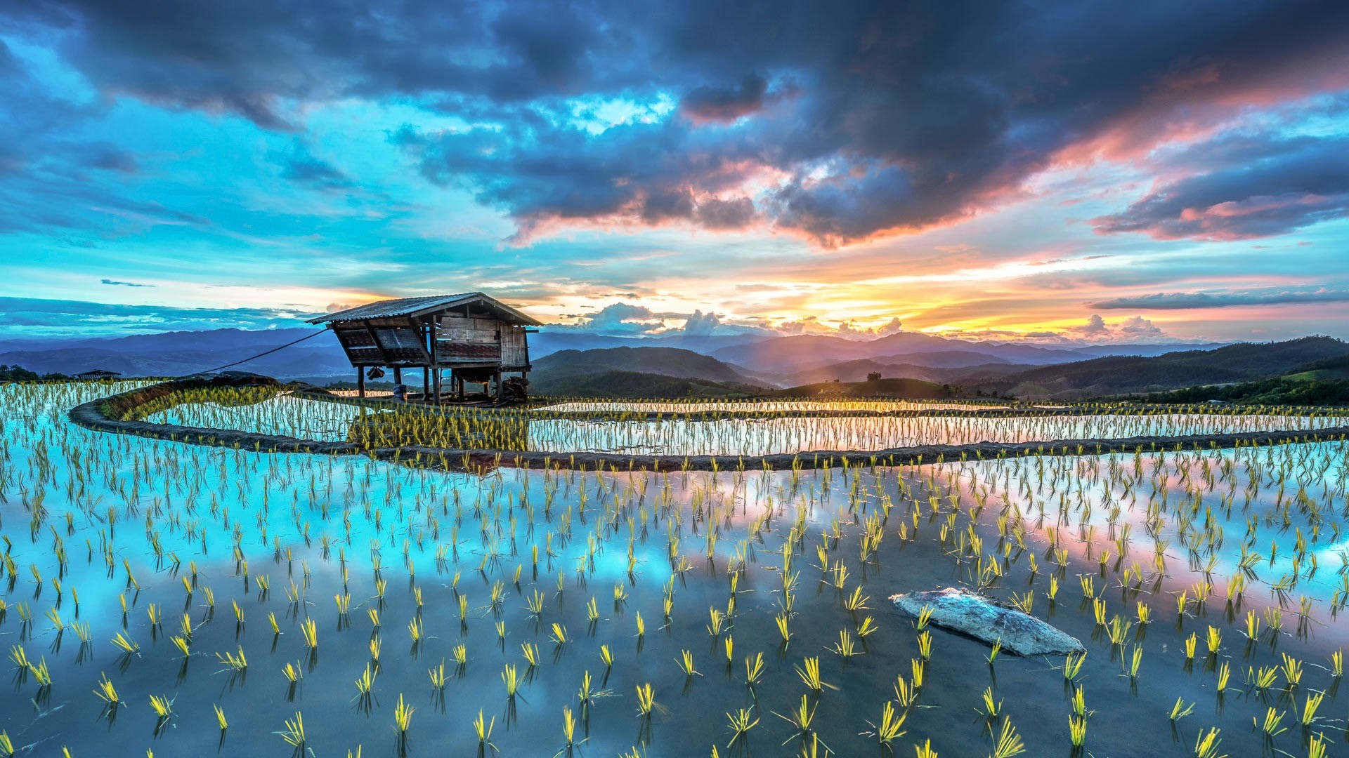 Terraced rice fields at sunset with a hut HD Wallpaper