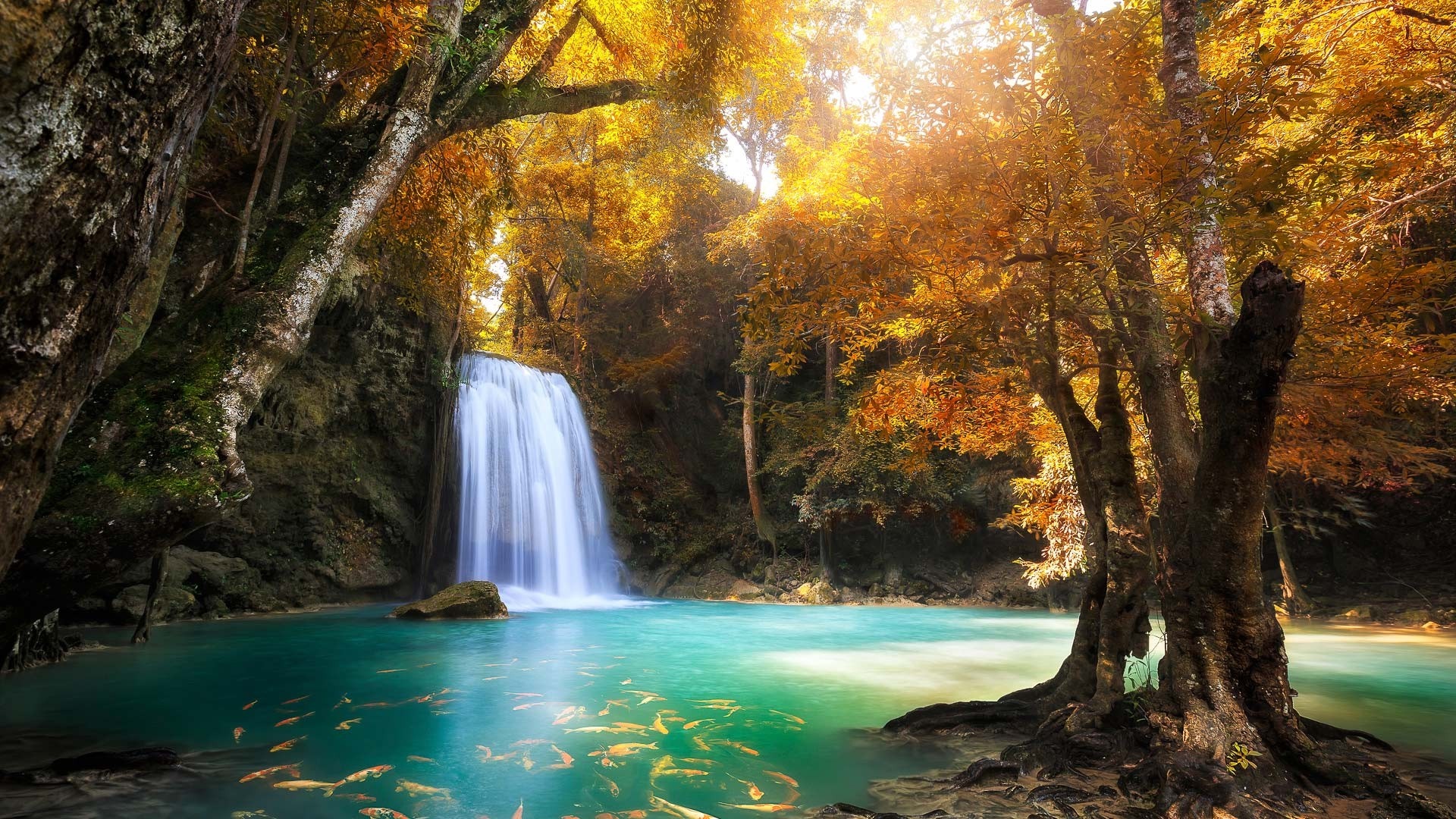 Waterfall in an autumn forest with fish HD Wallpaper