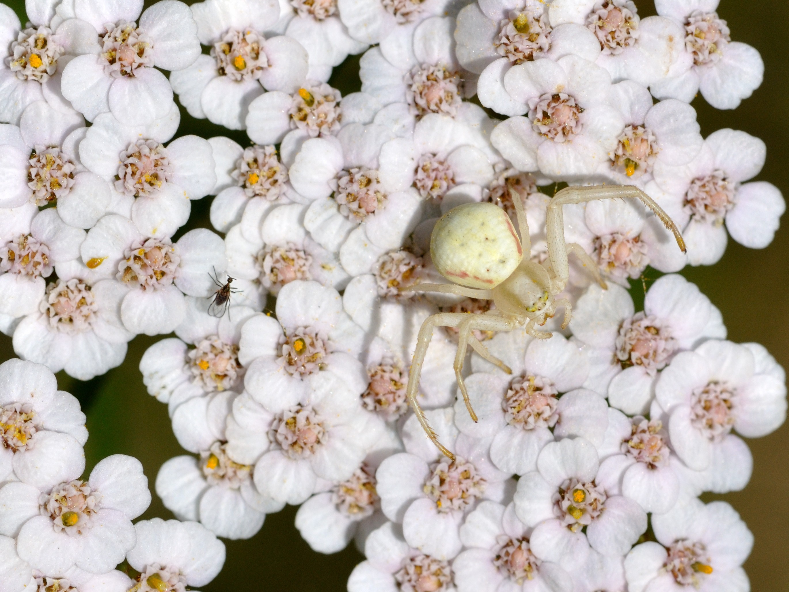 White crab spider on yarrow flowers with a fly HD Wallpaper
