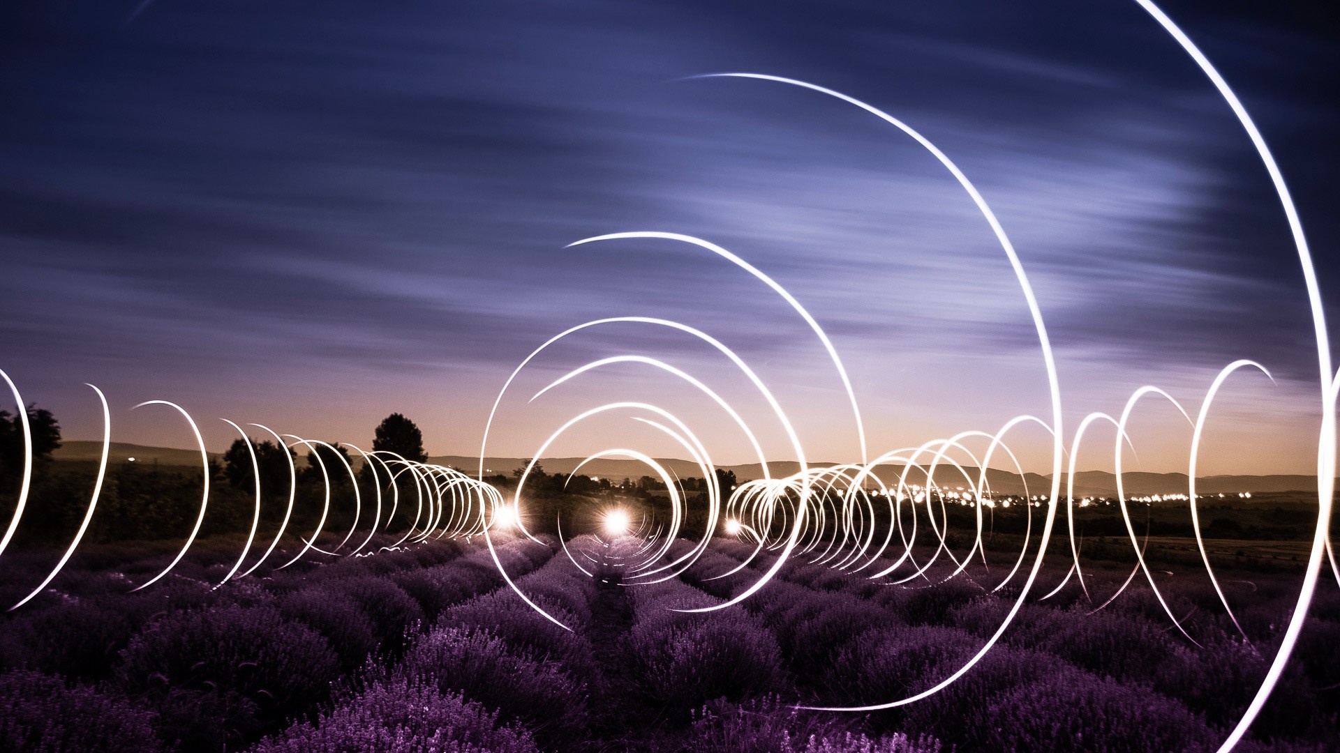 Light trails over lavender field at dusk HD Wallpaper