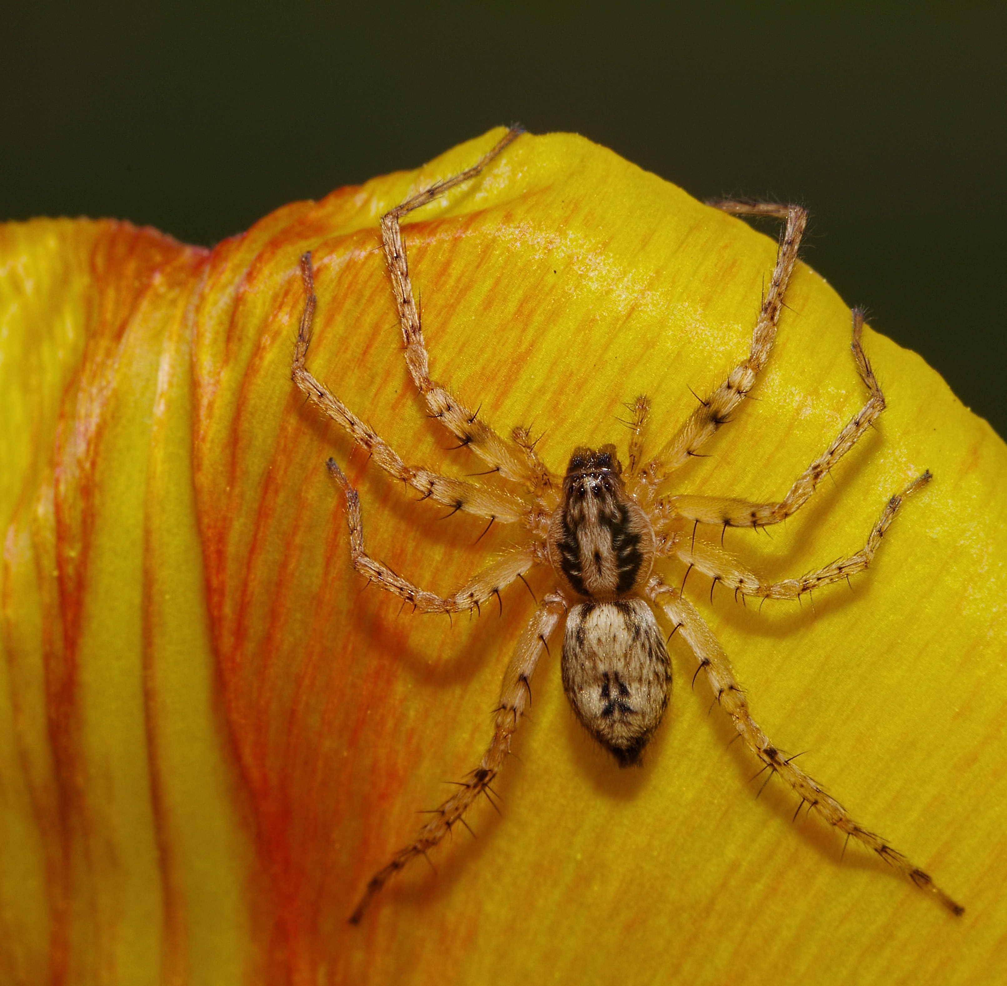 Spider on a yellow and red tulip petal HD Wallpaper