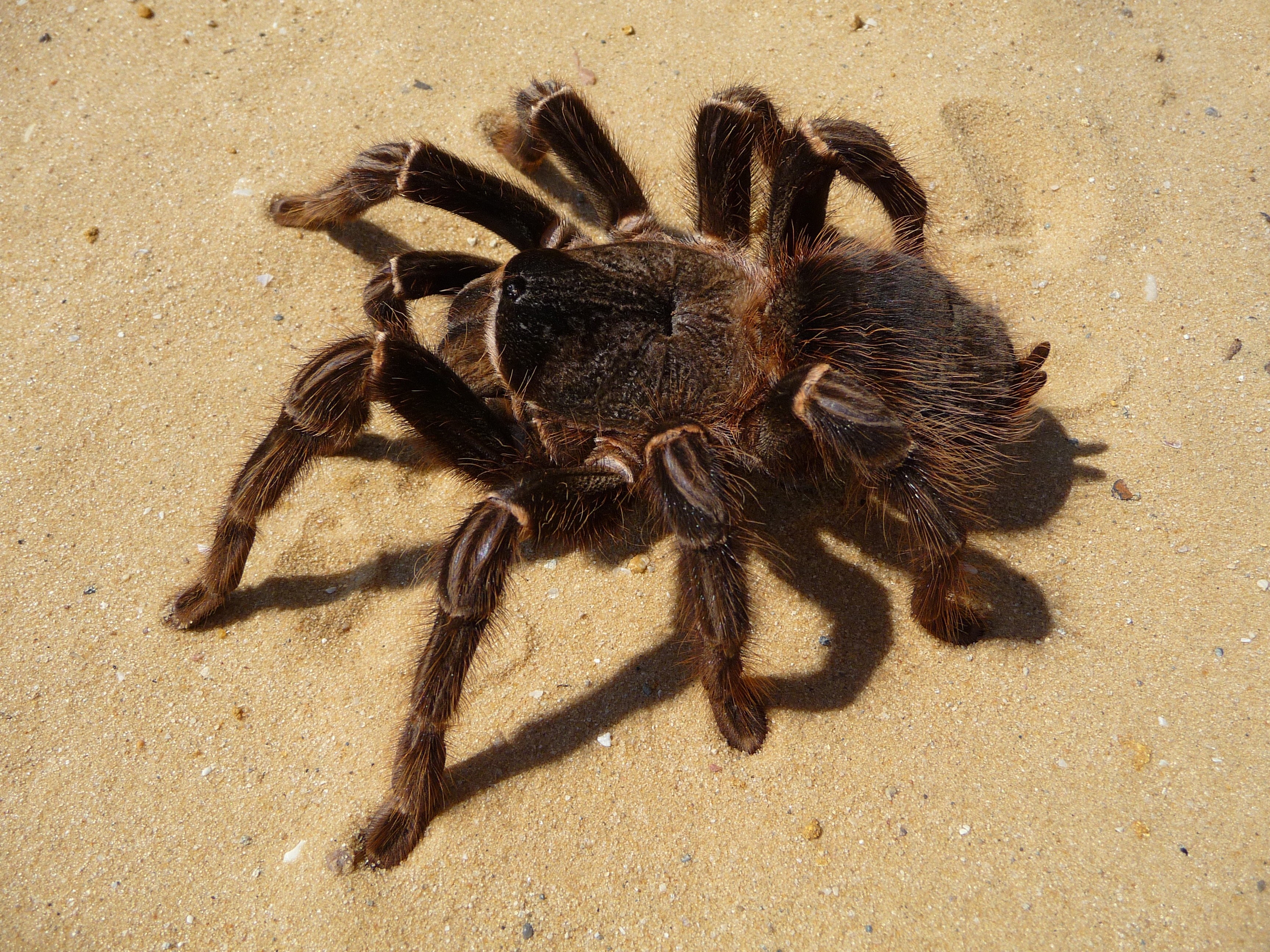 Black tarantula spider on brown soil HD Wallpaper