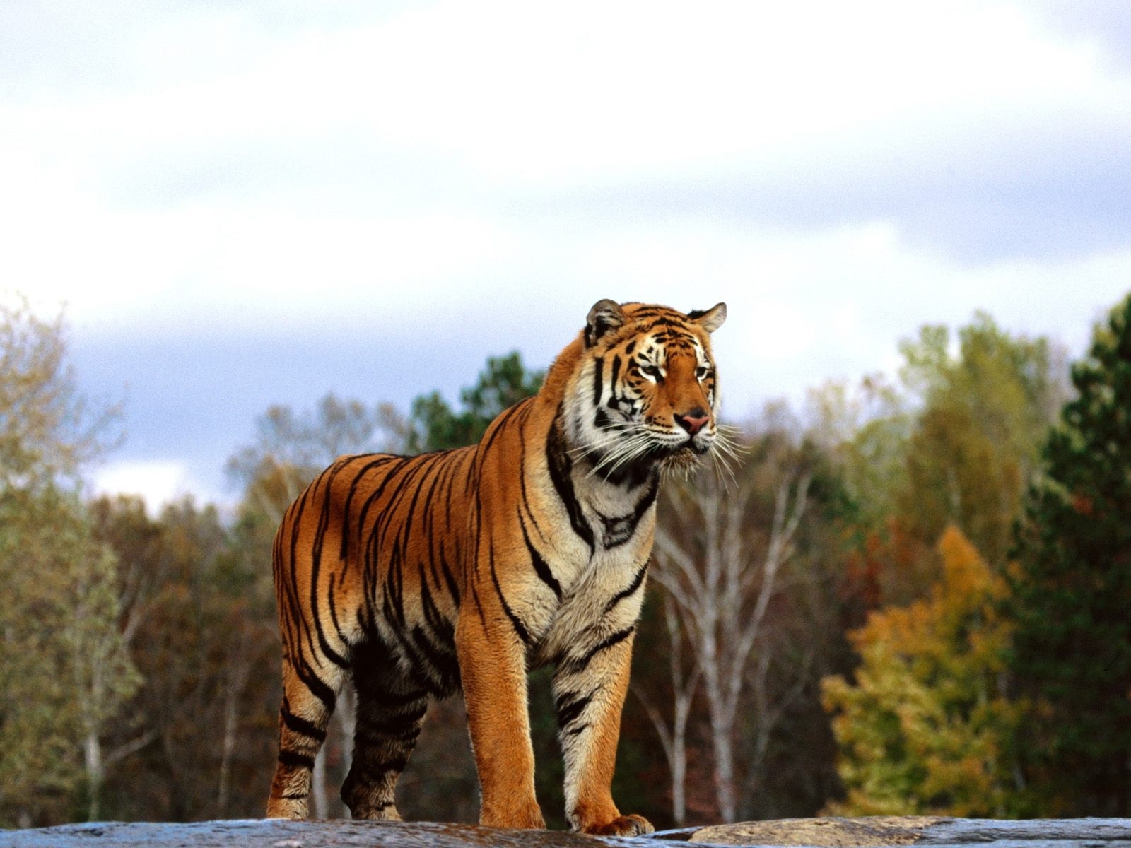 Tiger standing on a rock with trees in the background HD Wallpaper