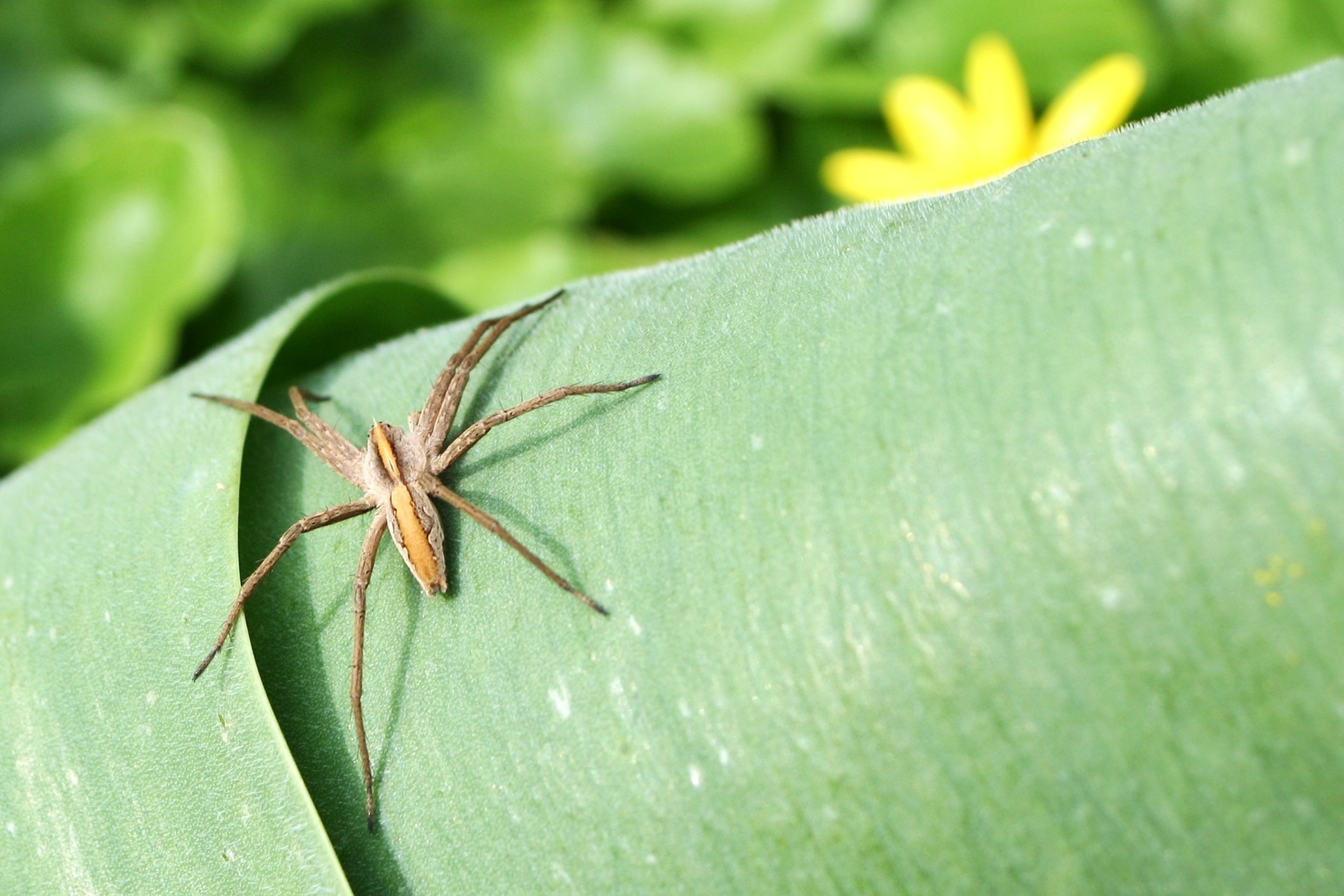 Spider on a green leaf with a yellow flower HD Wallpaper