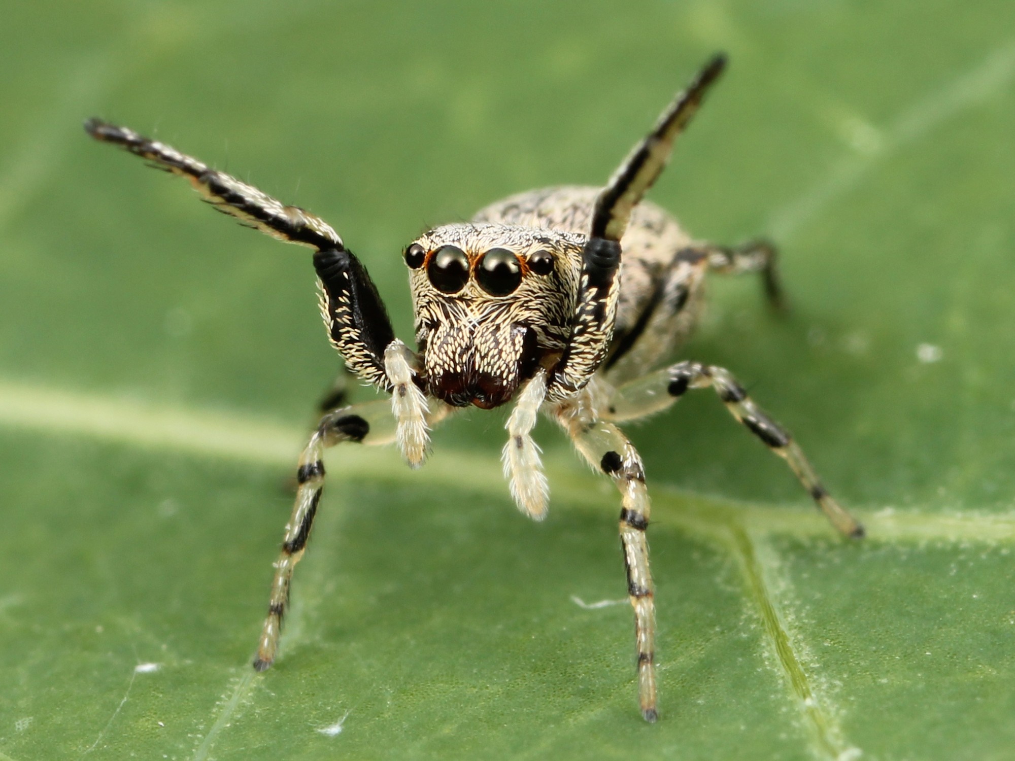 Jumping spider with raised front legs on a green leaf HD Wallpaper