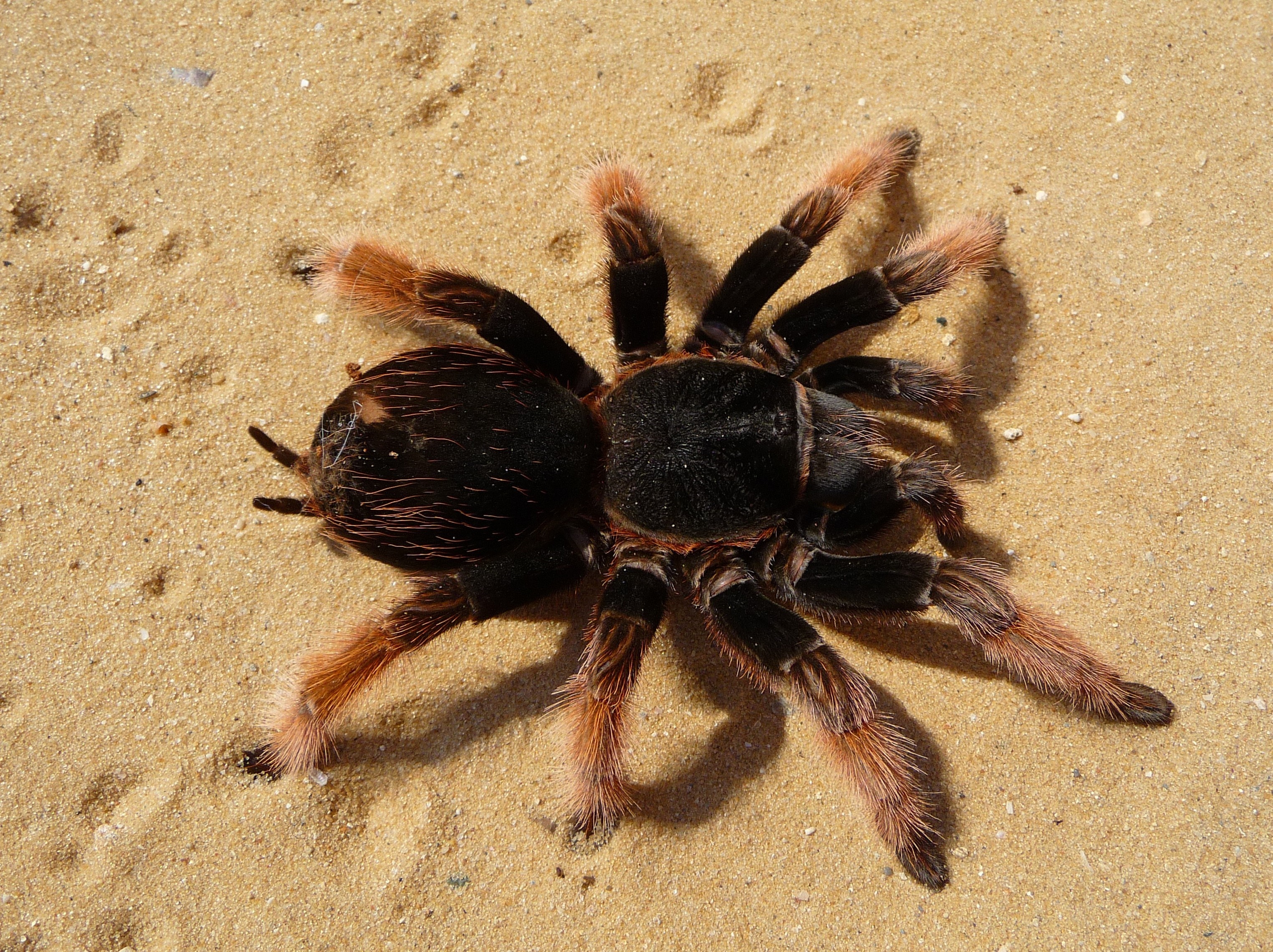 Tarantula spider on sand HD Wallpaper
