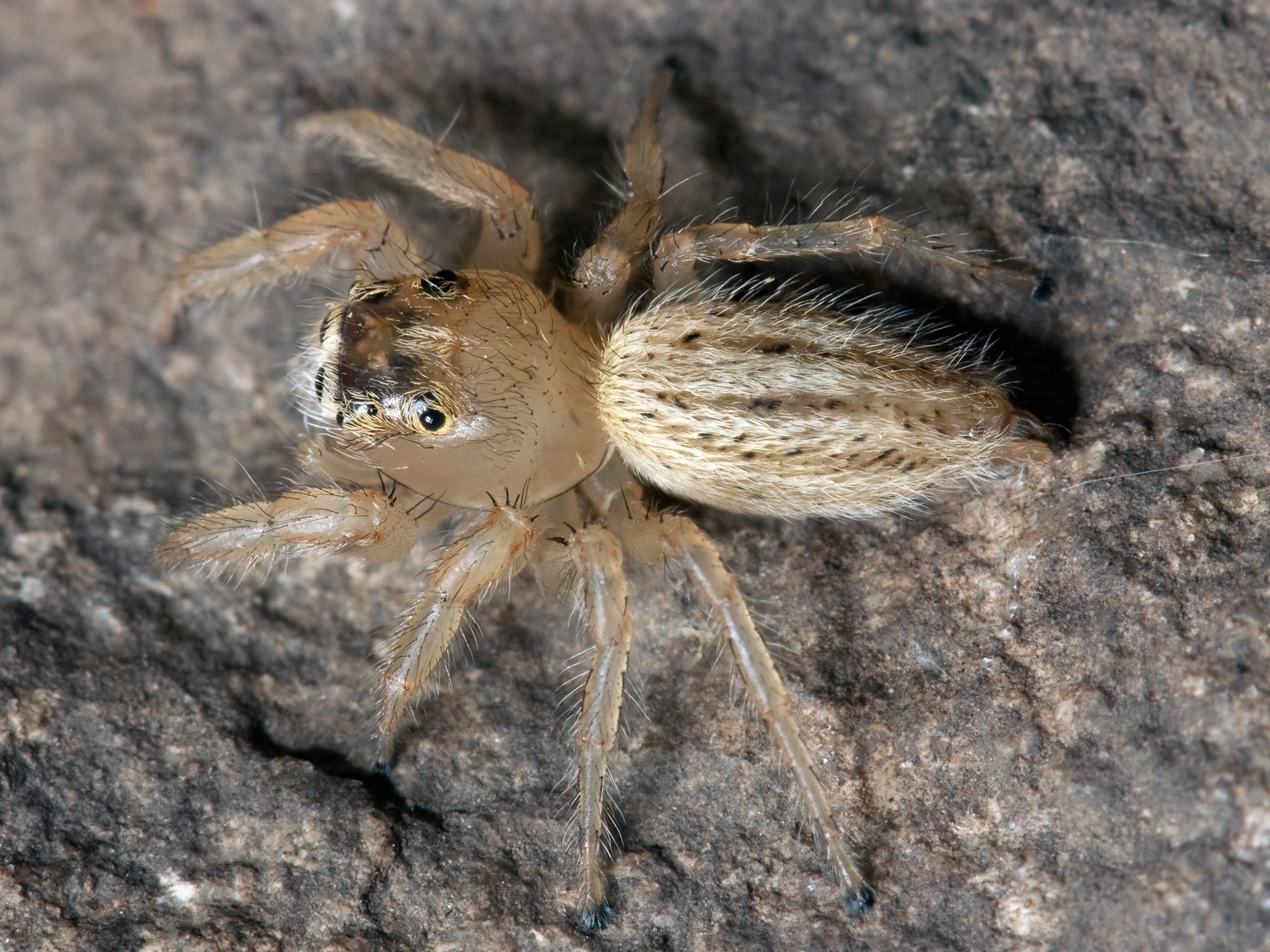 Close-up of a jumping spider on a rock HD Wallpaper
