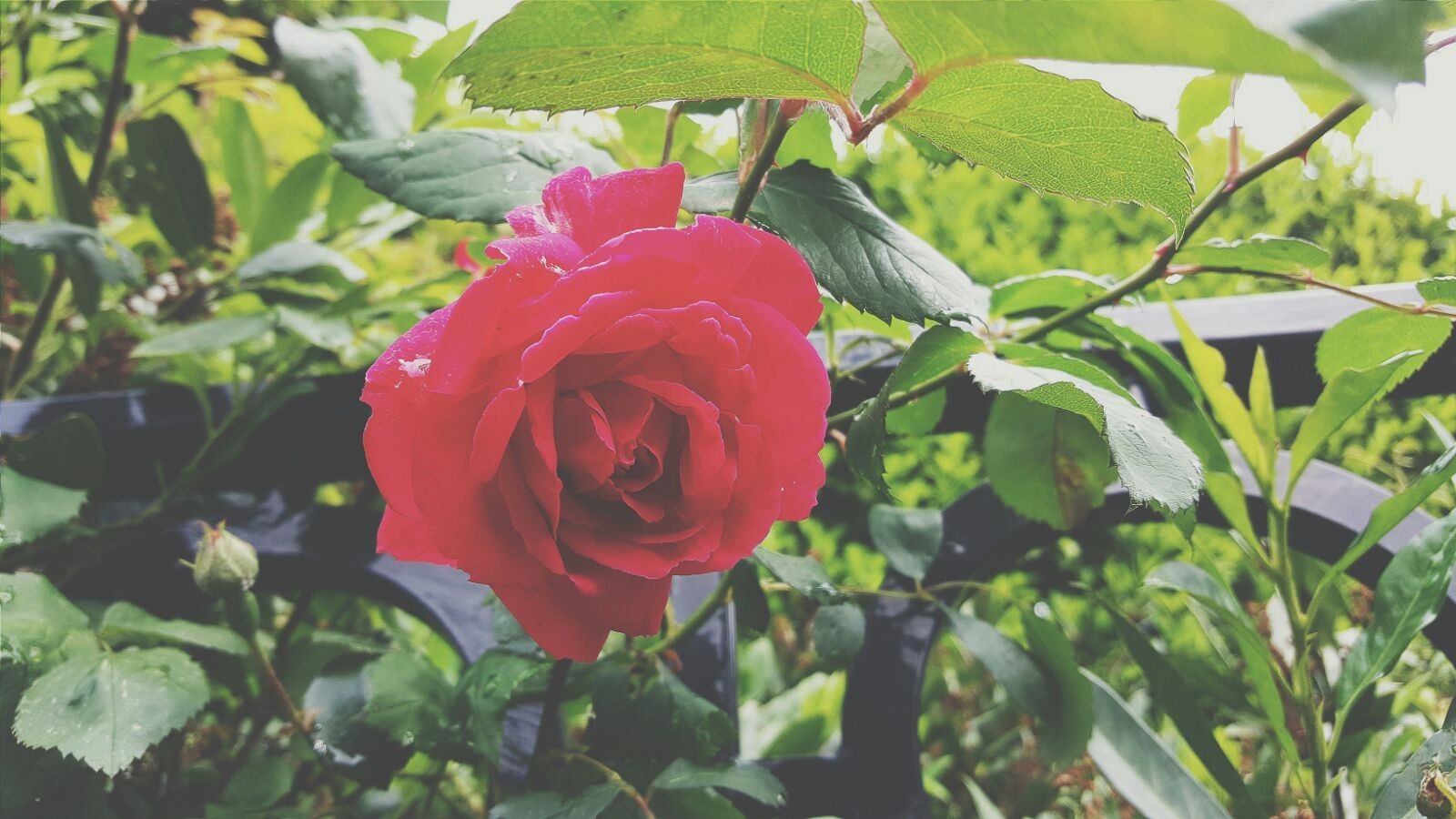 Red rose in bloom with green leaves and a black fence HD Wallpaper