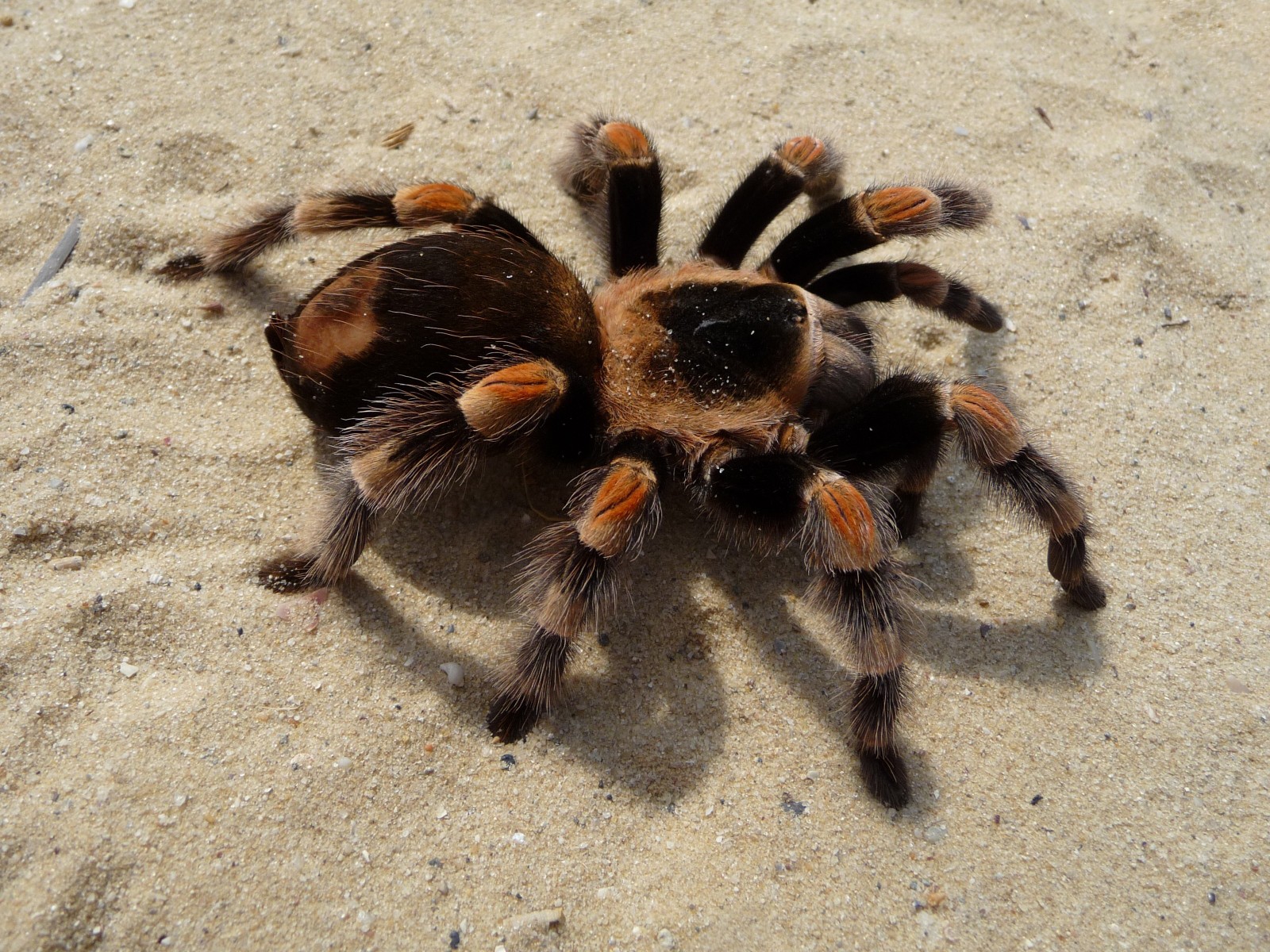 Mexican redknee tarantula on sand HD Wallpaper