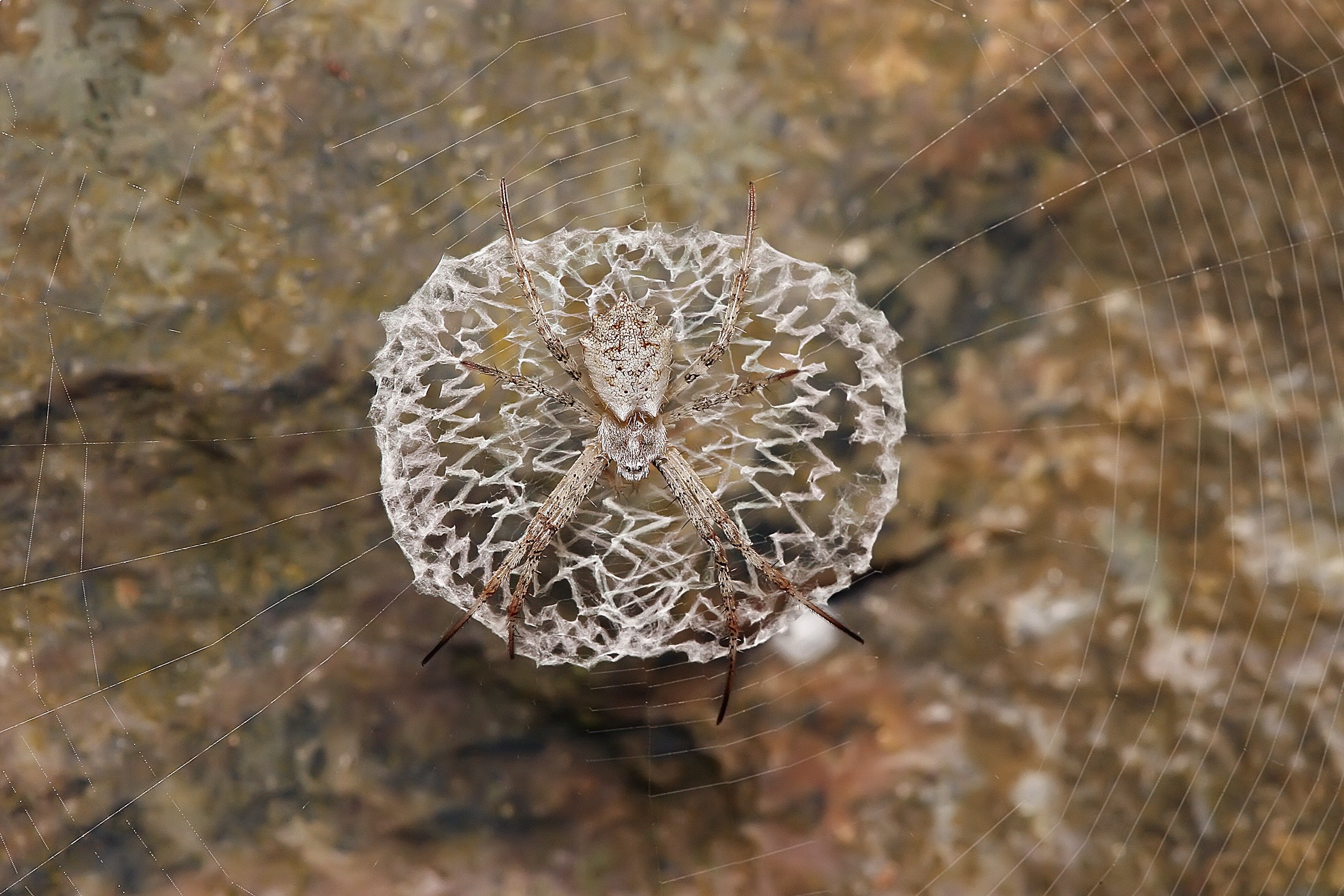 Spider on a web with a rocky background HD Wallpaper