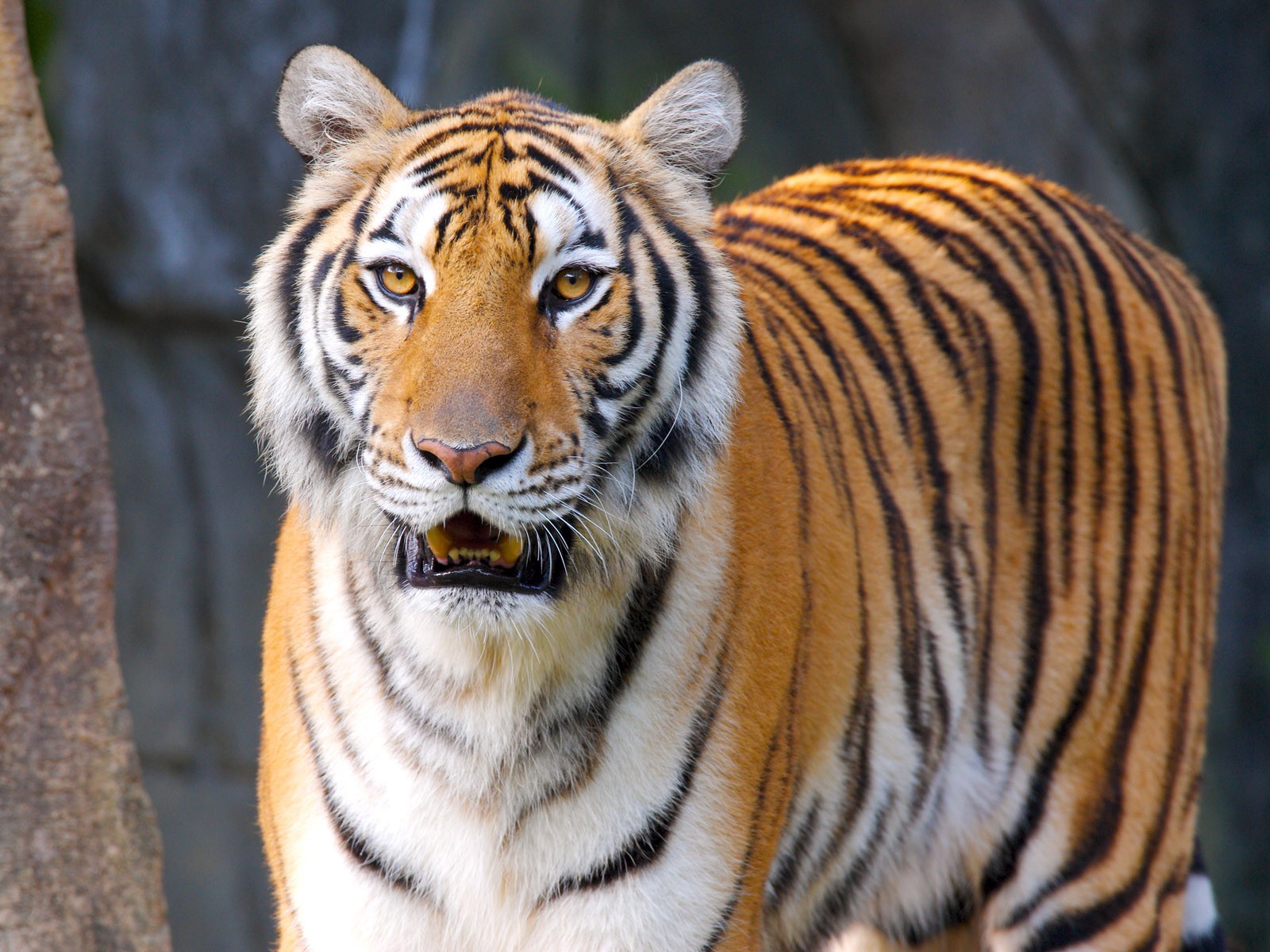 Tiger with open mouth in front of rocks HD Wallpaper