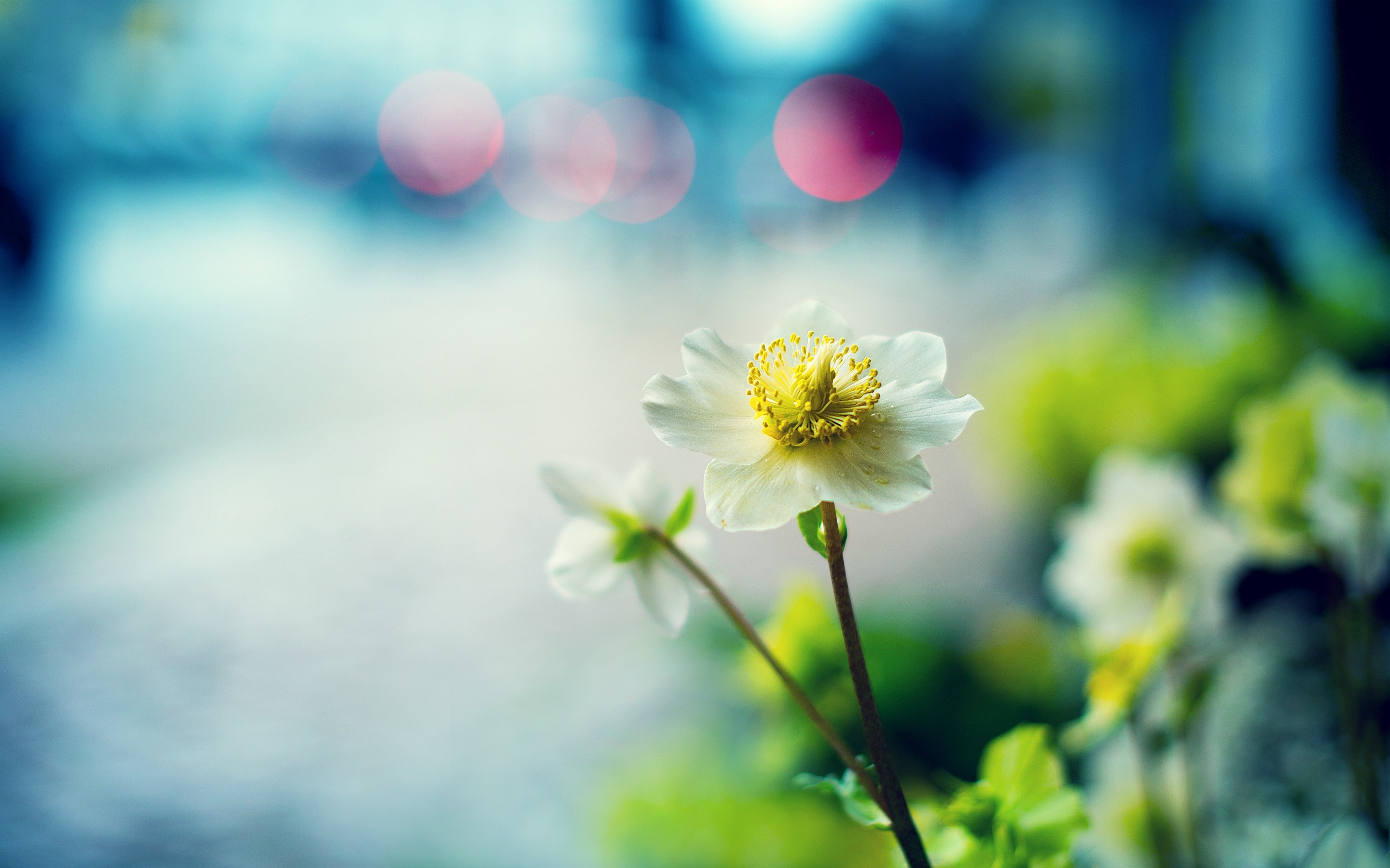 Close-up of a white flower with yellow center HD Wallpaper