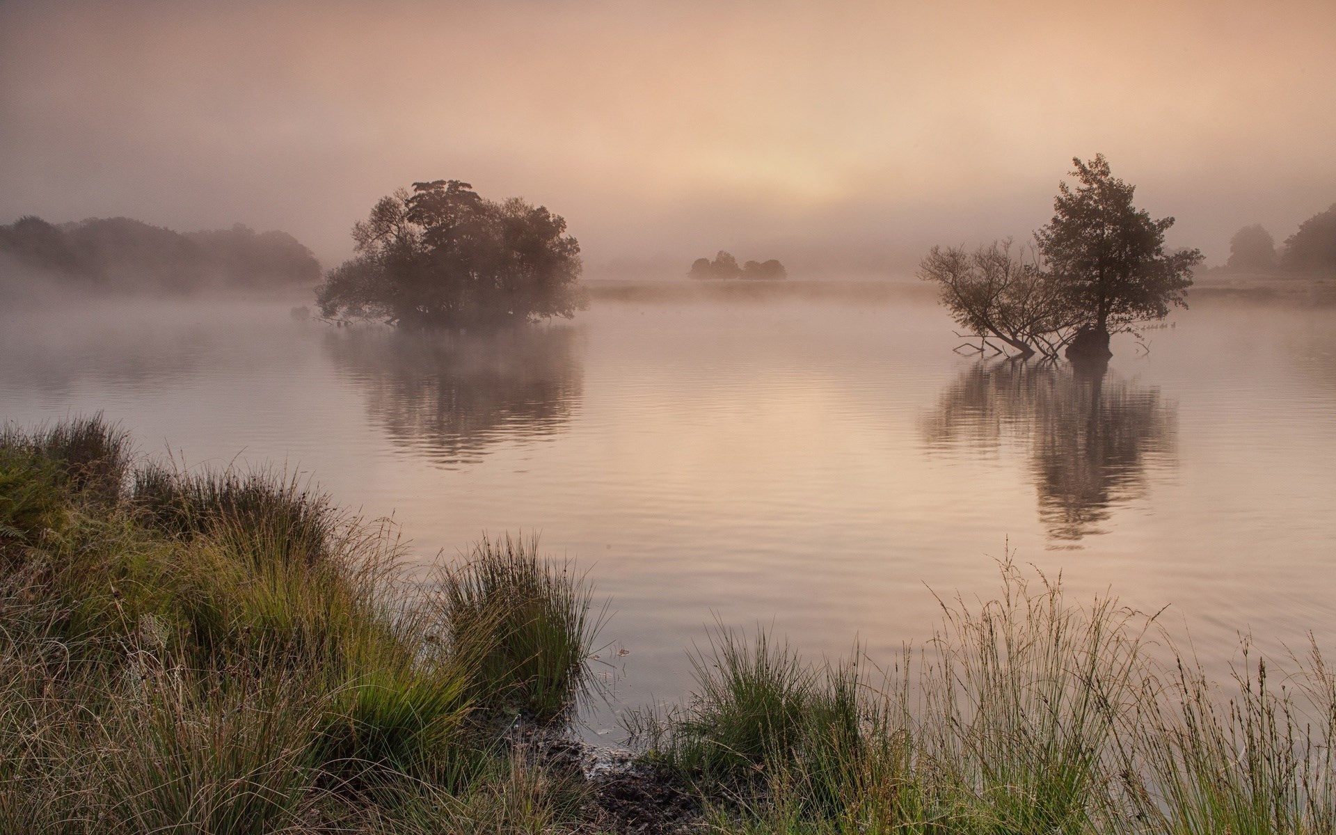 Misty lake with trees and reeds at sunrise HD Wallpaper