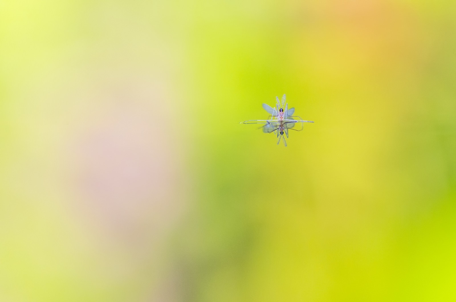 Insect reflection on a blurred green and yellow background HD Wallpaper