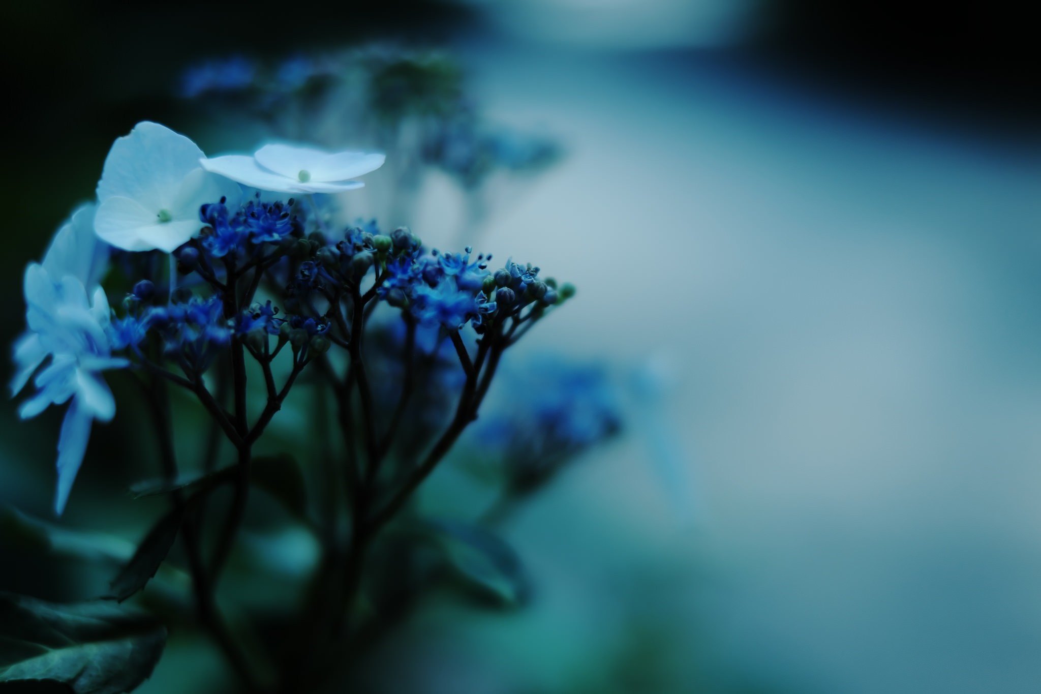 Close-up of blue and white flowers with blurred background HD Wallpaper