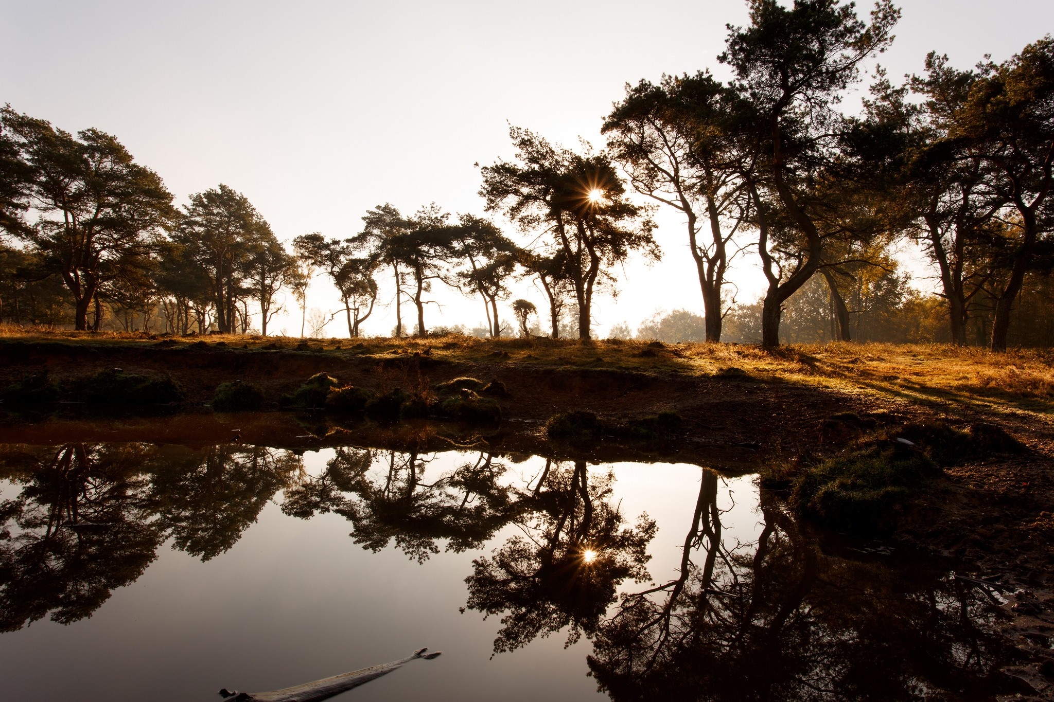 Trees reflecting in water at sunrise HD Wallpaper