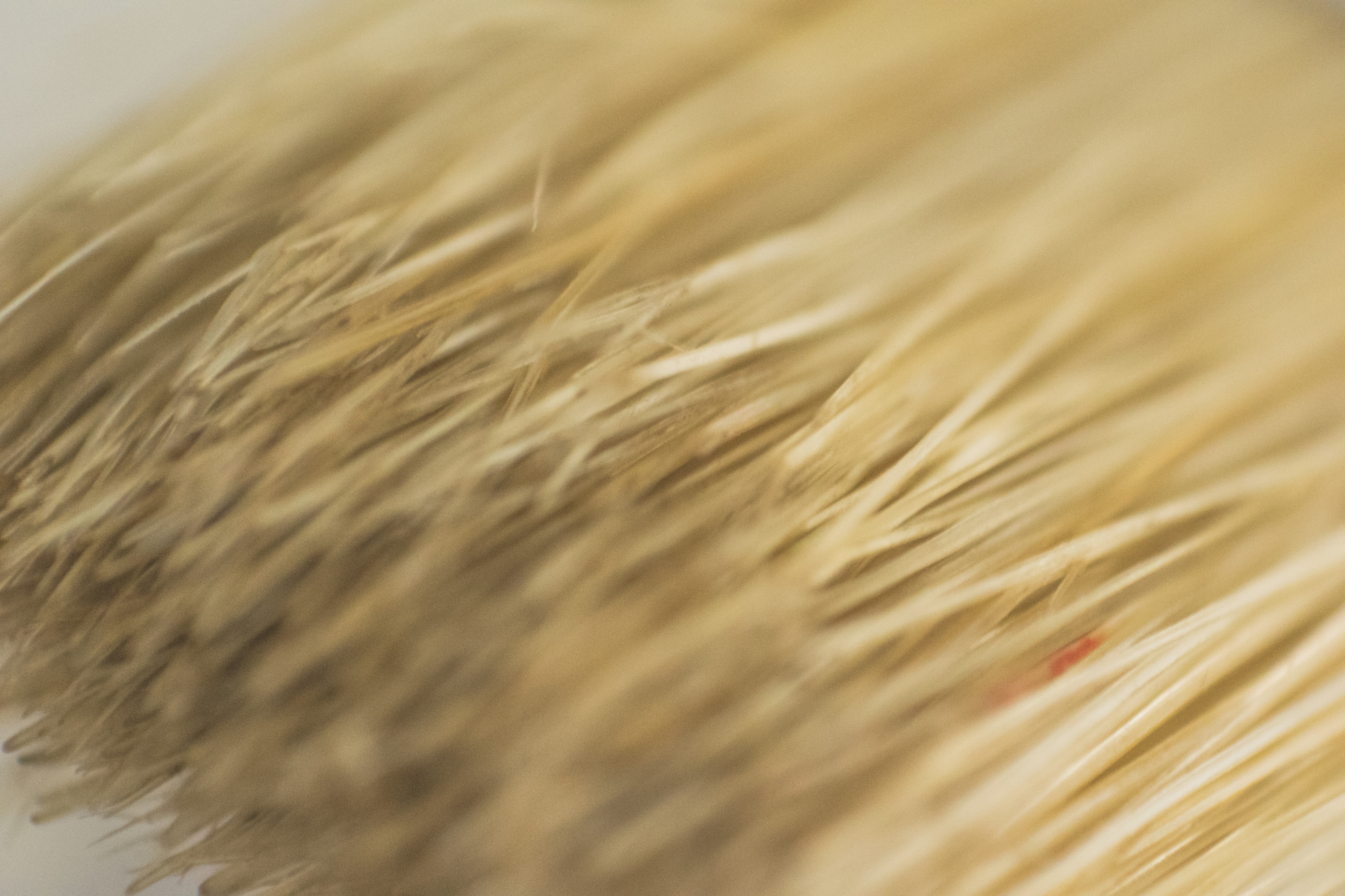 Macro photography of yellow brush bristles HD Wallpaper