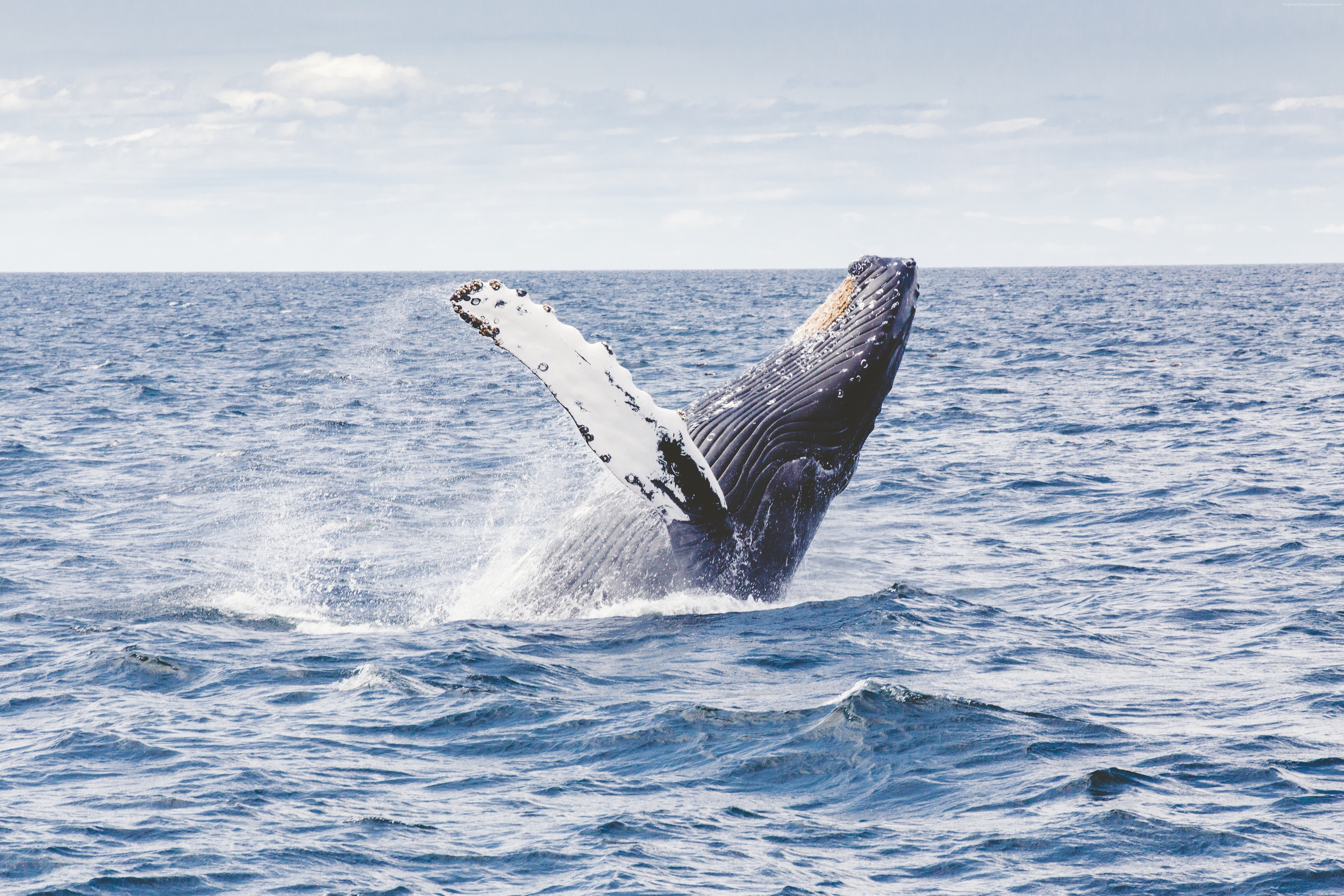 Humpback whale breaching in the ocean HD Wallpaper
