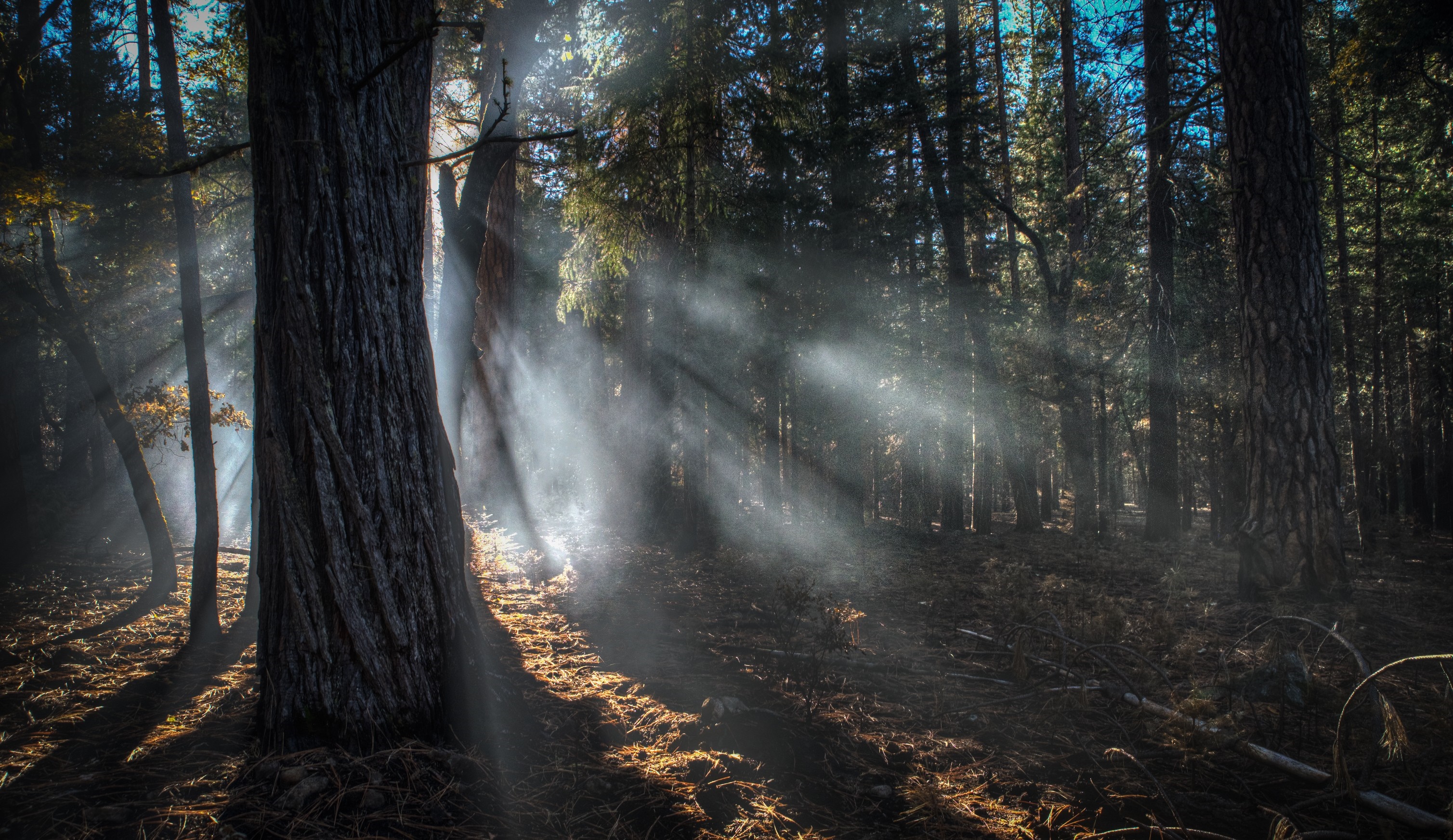 Sunlight filtering through trees in a misty forest HD Wallpaper