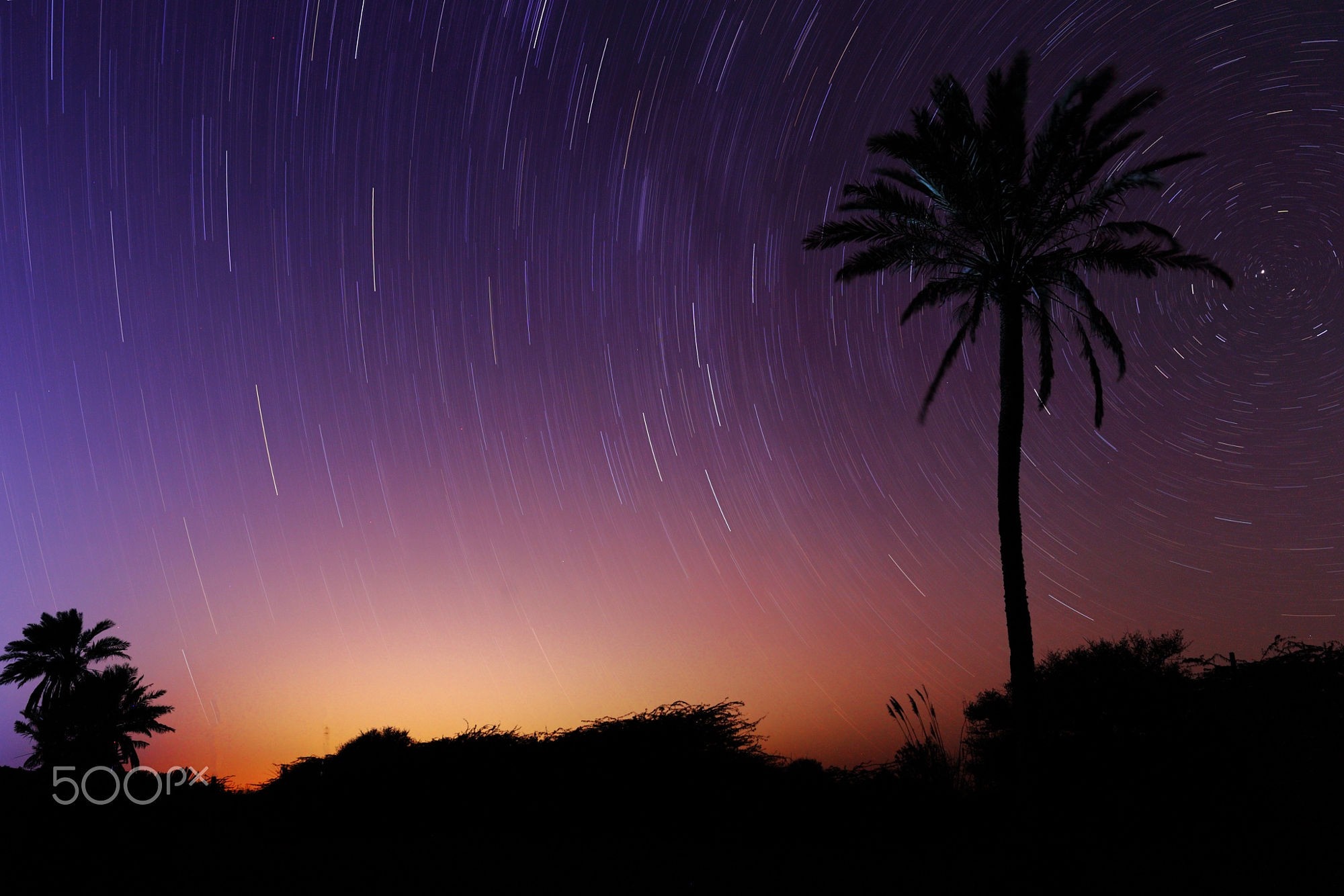 Palm trees silhouetted against star trails at sunset HD Wallpaper