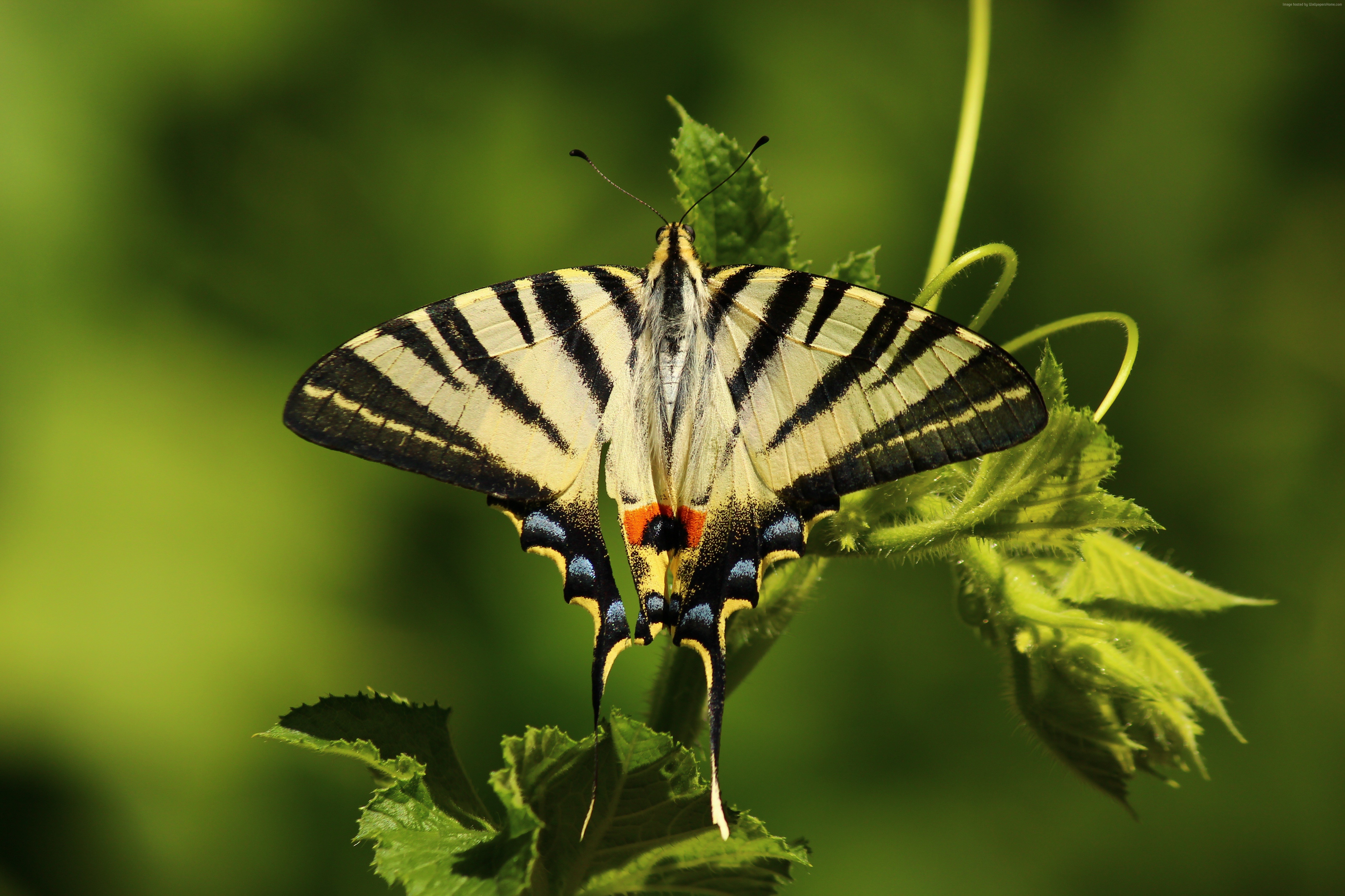 Butterfly with black and yellow stripes on green leaves HD Wallpaper