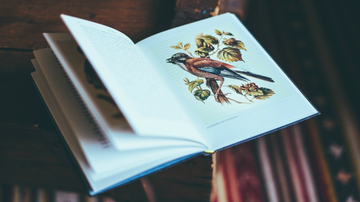 Open book with bird illustration HD Wallpaper