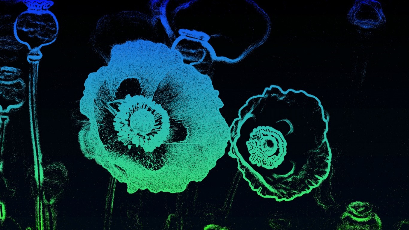 Illustration of poppy flowers with blue and green gradient HD Wallpaper