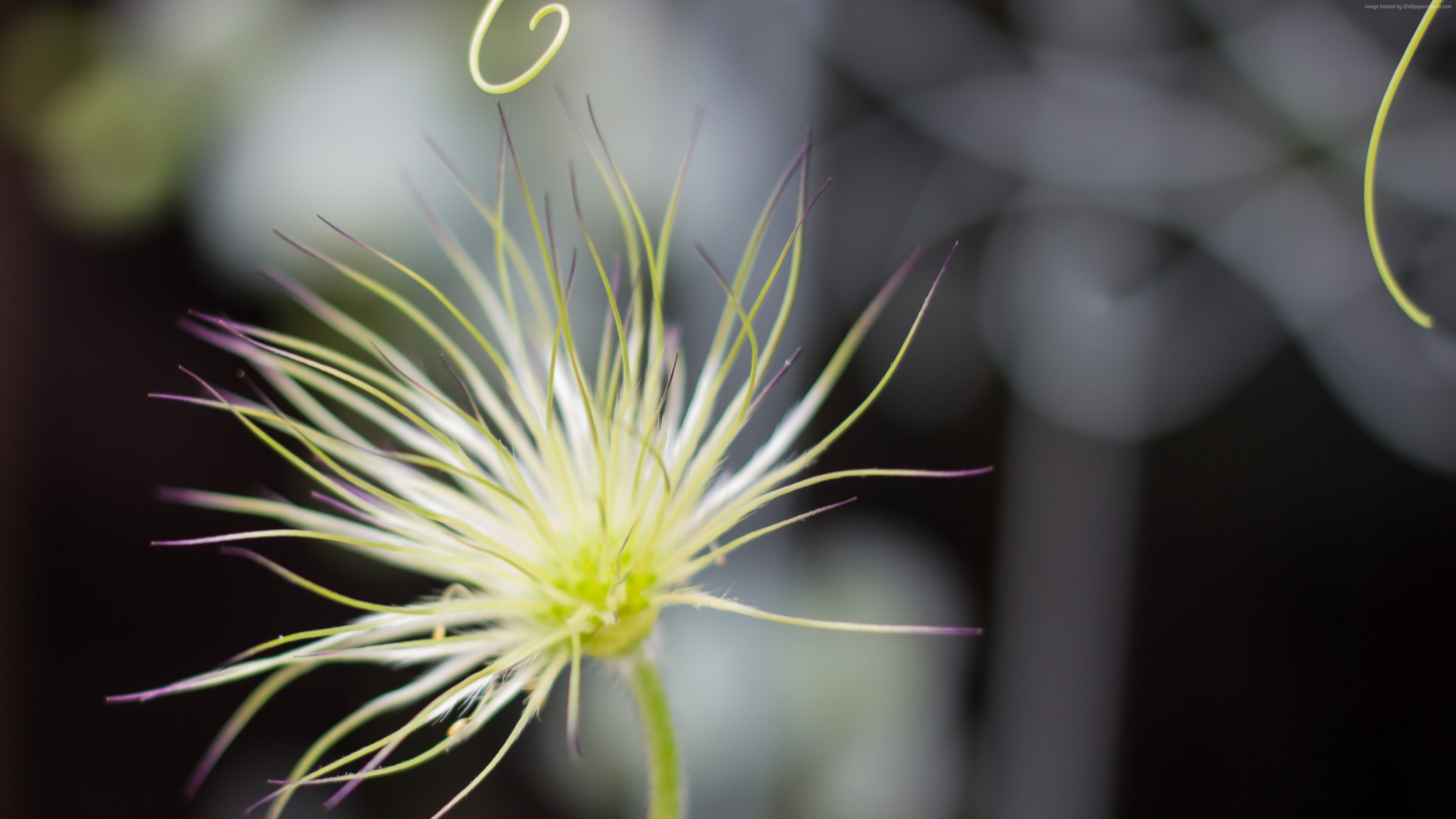 Macro shot of a fluffy seed head with purple tips HD Wallpaper